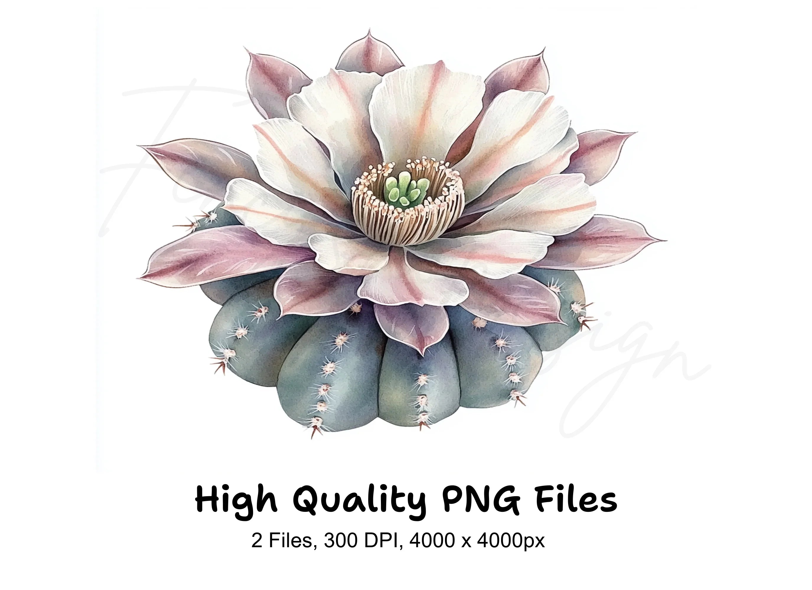 Cactus Succulent Clipart Bundle