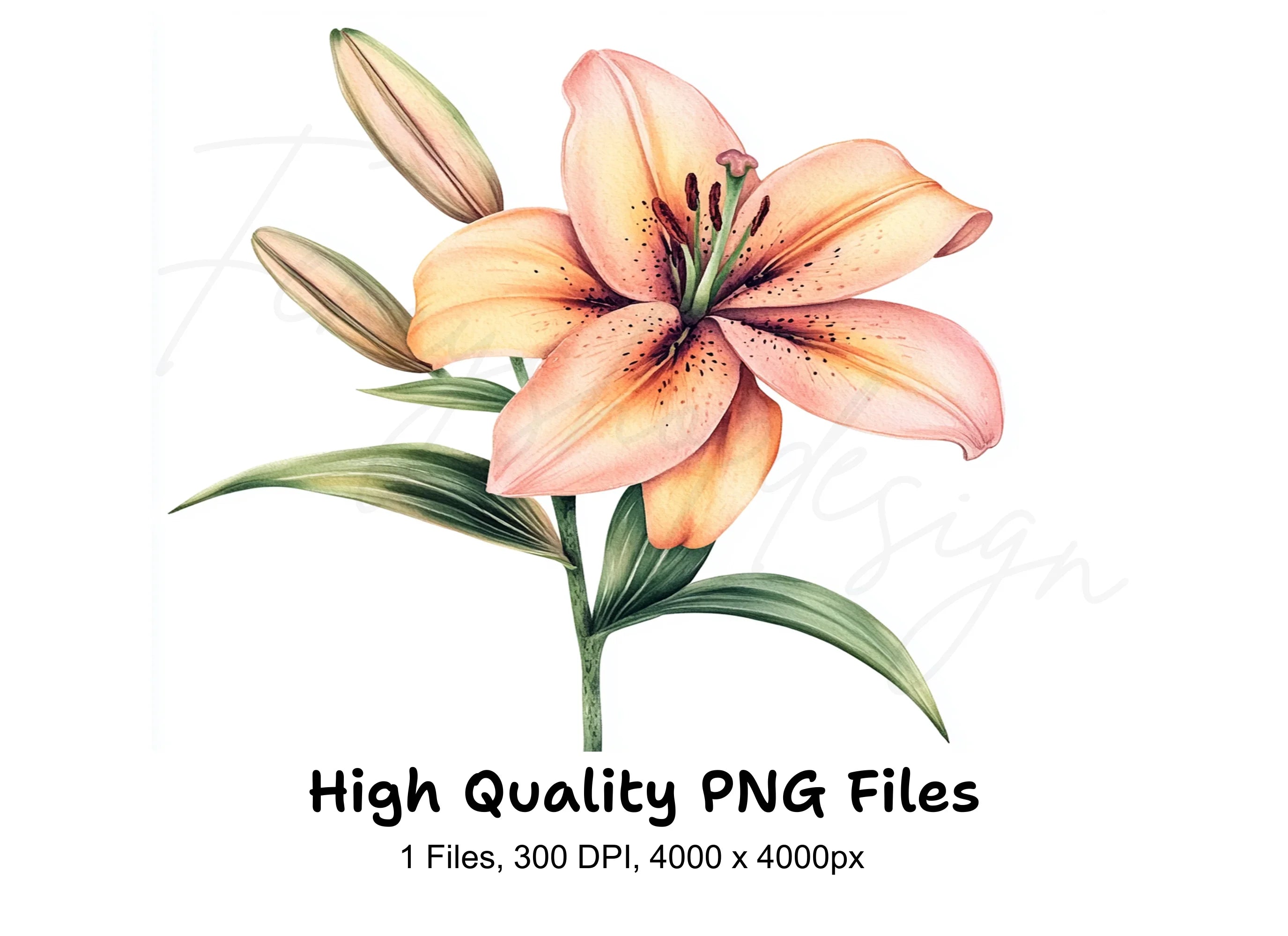 Vibrant Lily Flower Clipart Bundle