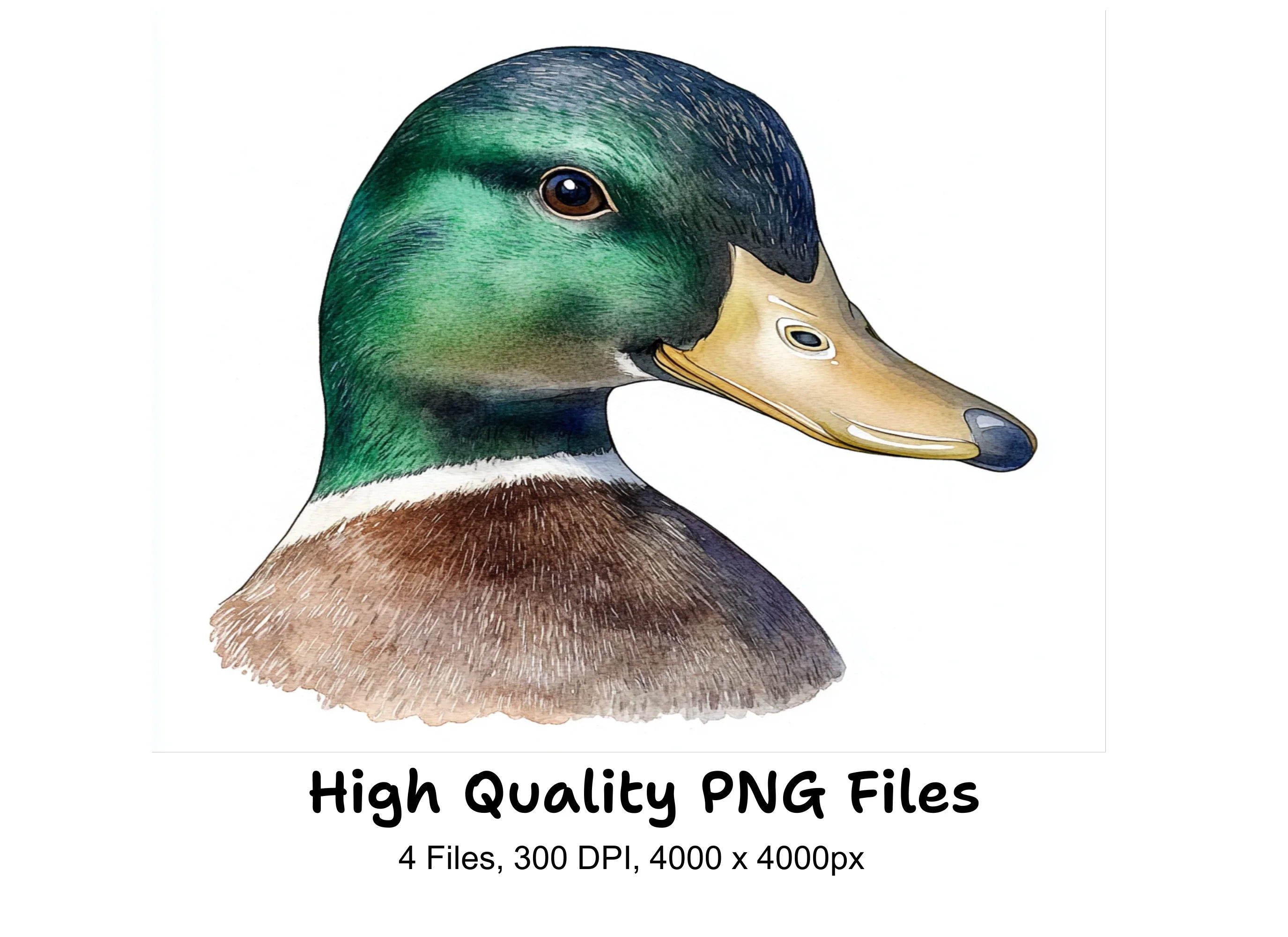 Mallard Duck Head Clipart Bundle