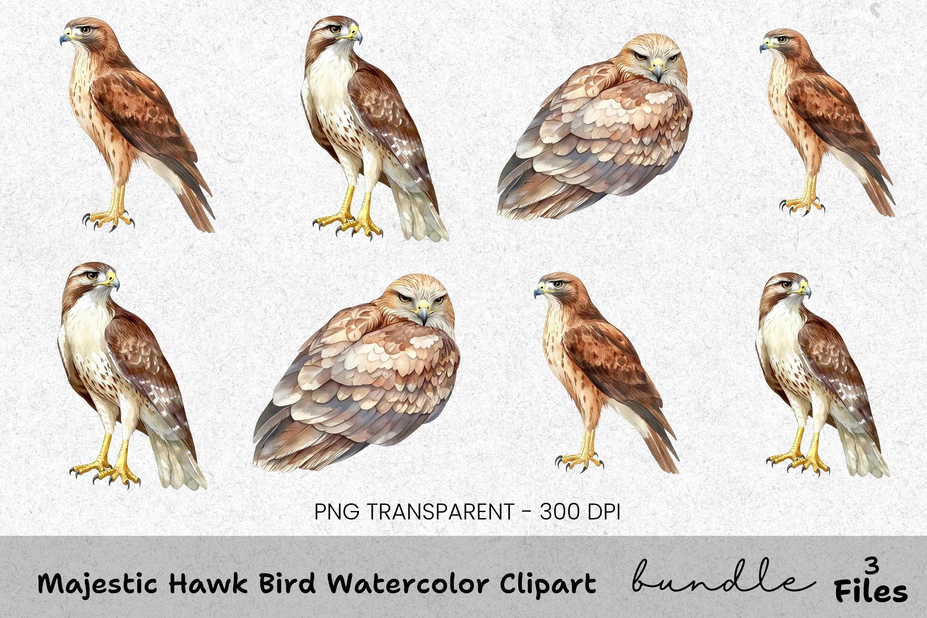 Majestic Hawk Bird Clipart Bundle