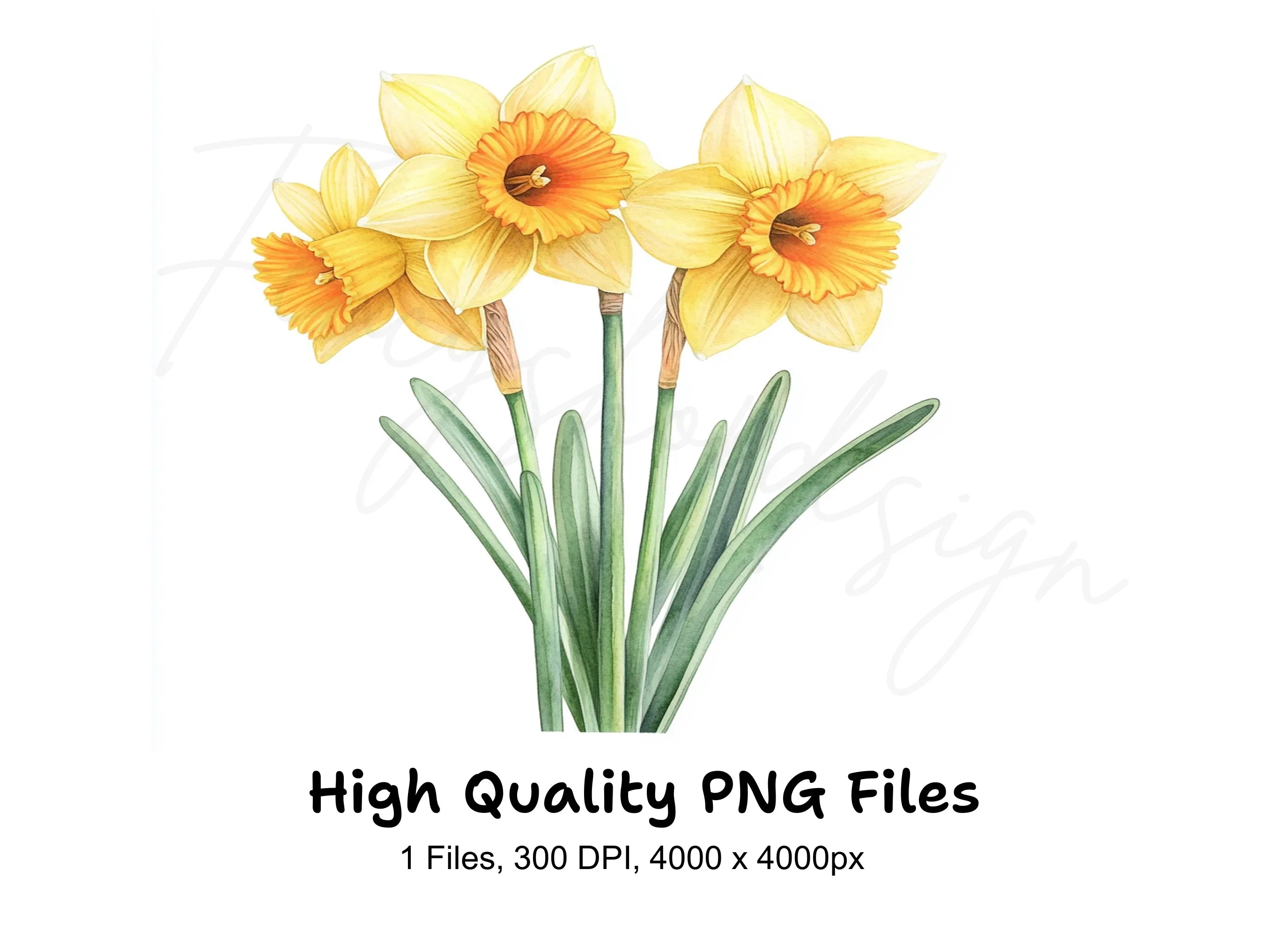 Daffodil Clipart Bundle