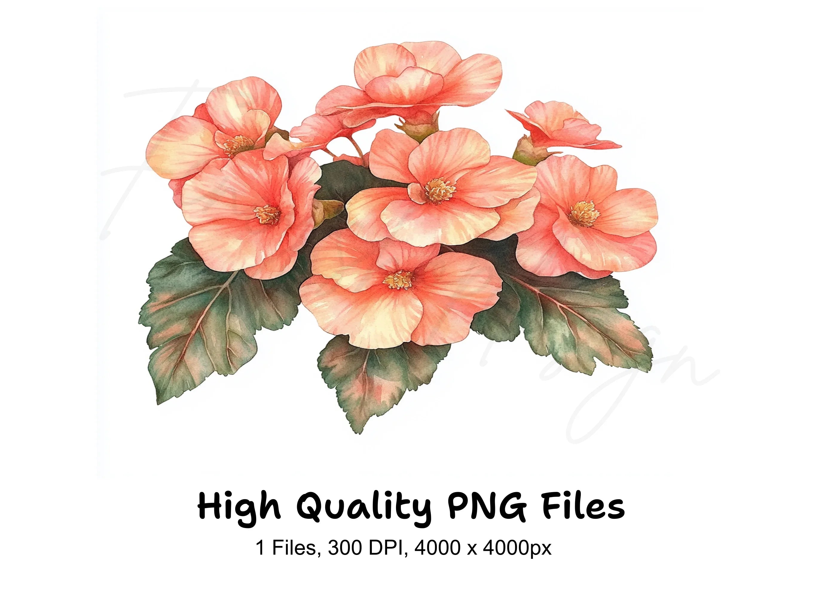 Peach Begonia Flower Clipart Bundle