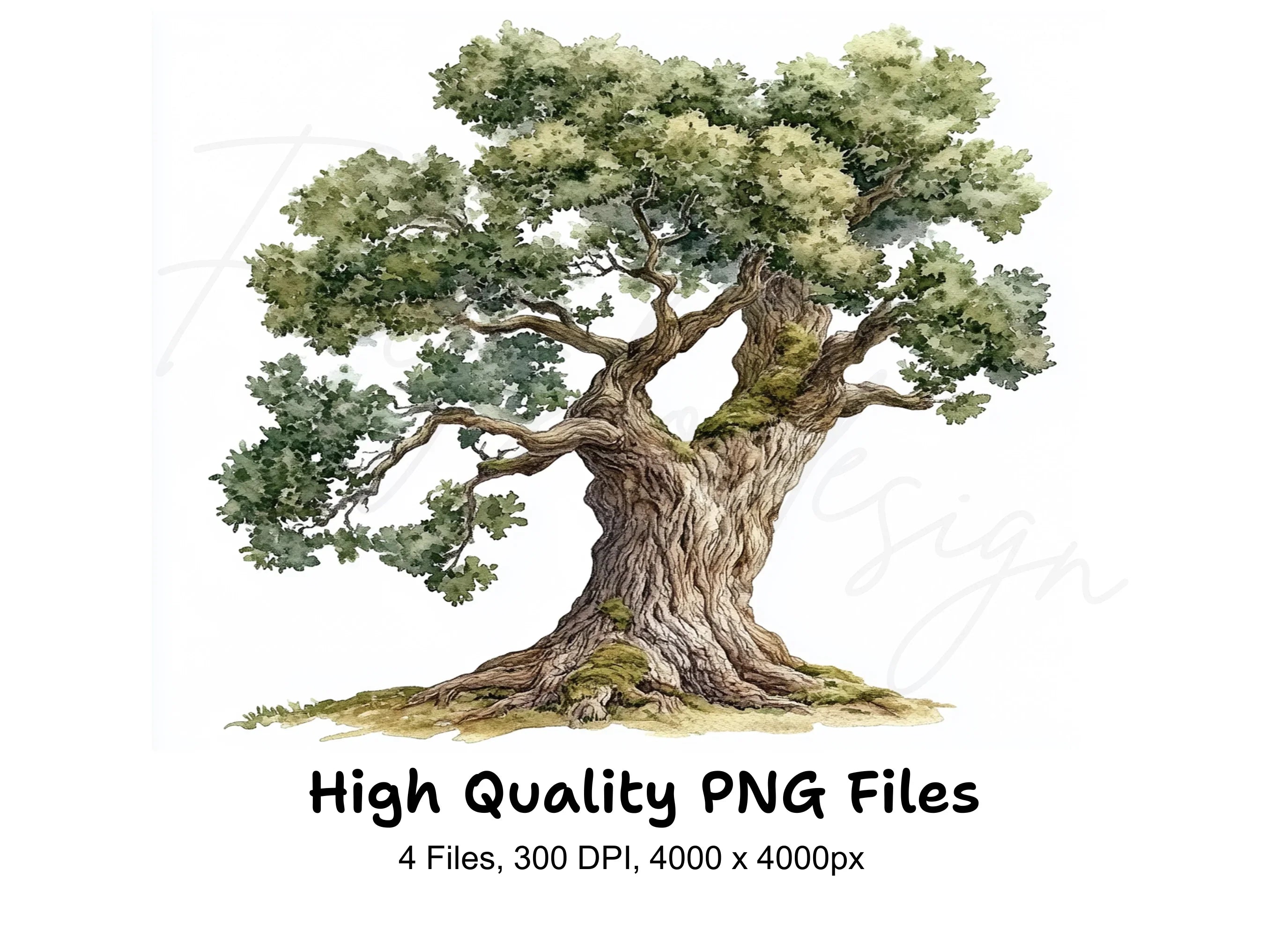Oak Tree Clipart Bundle