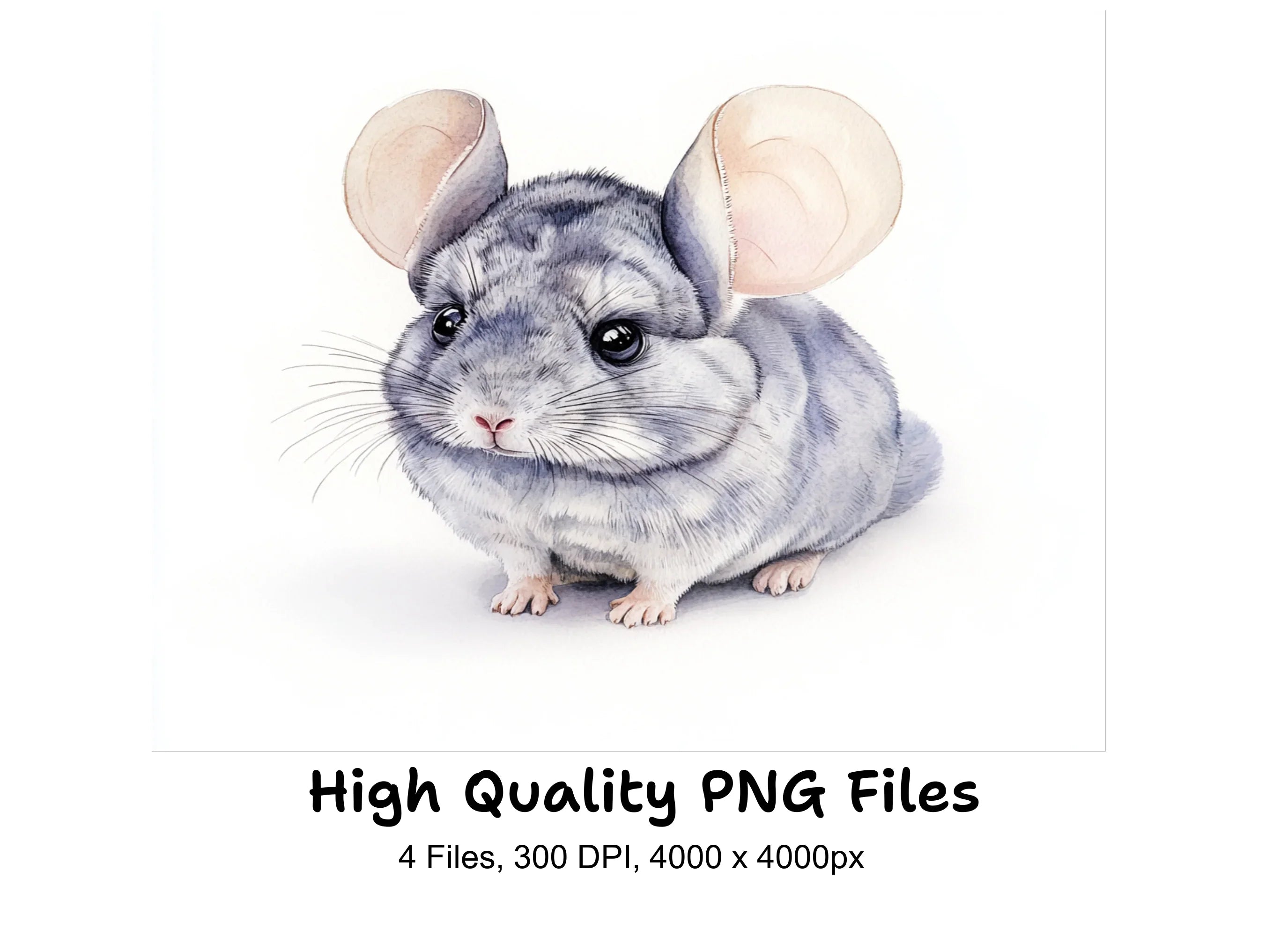Chinchilla Clipart Bundle