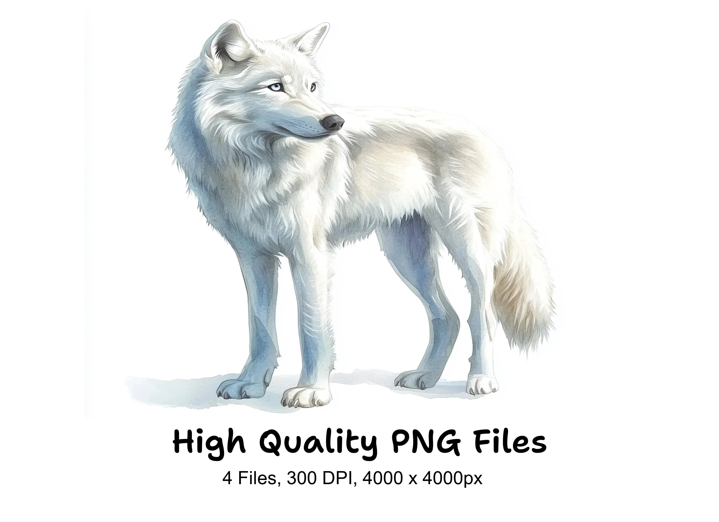 White Wolf Arctic Wolves Clipart Bundle
