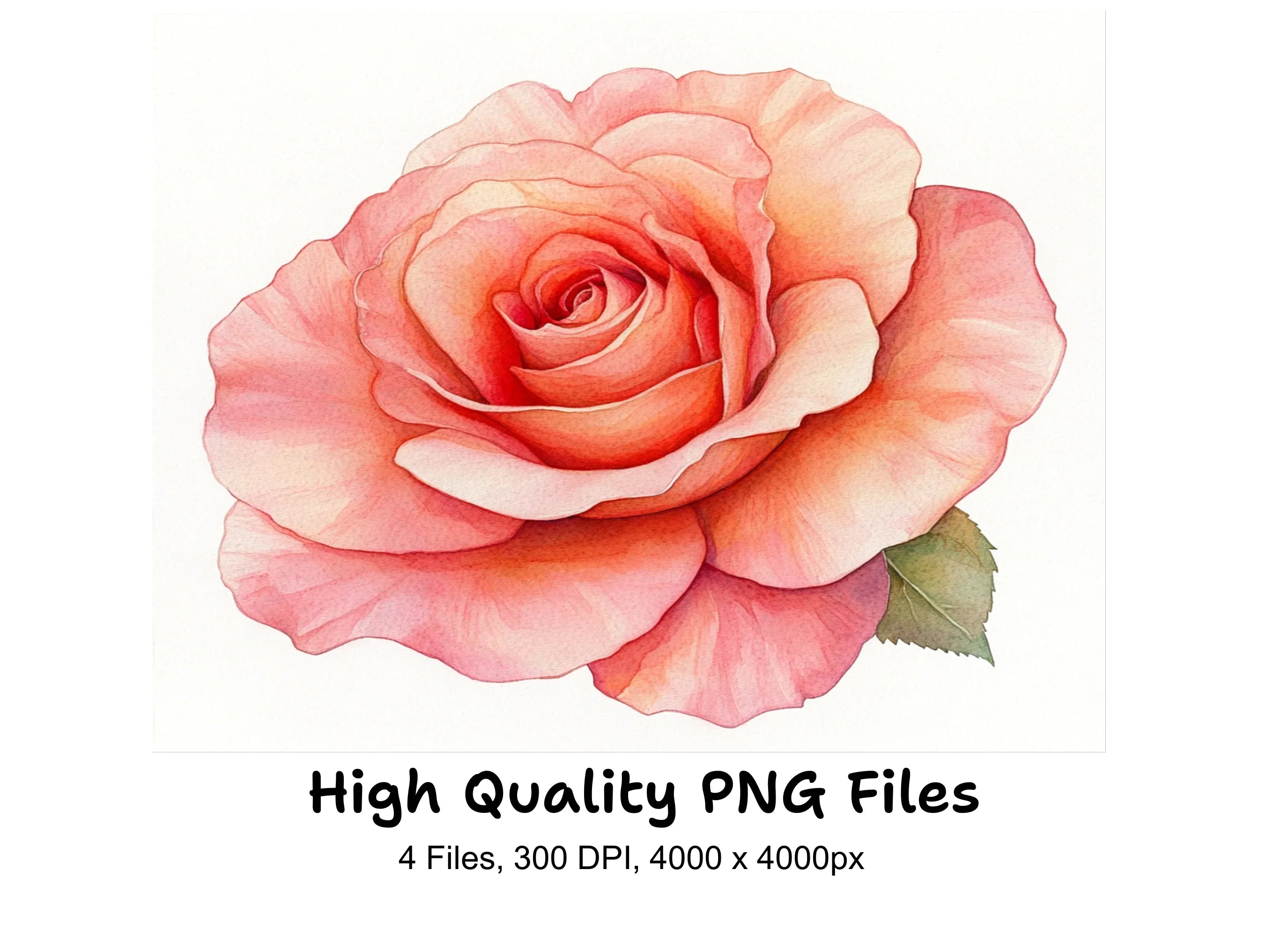 Vibrant Pink Rose Clipart Bundle