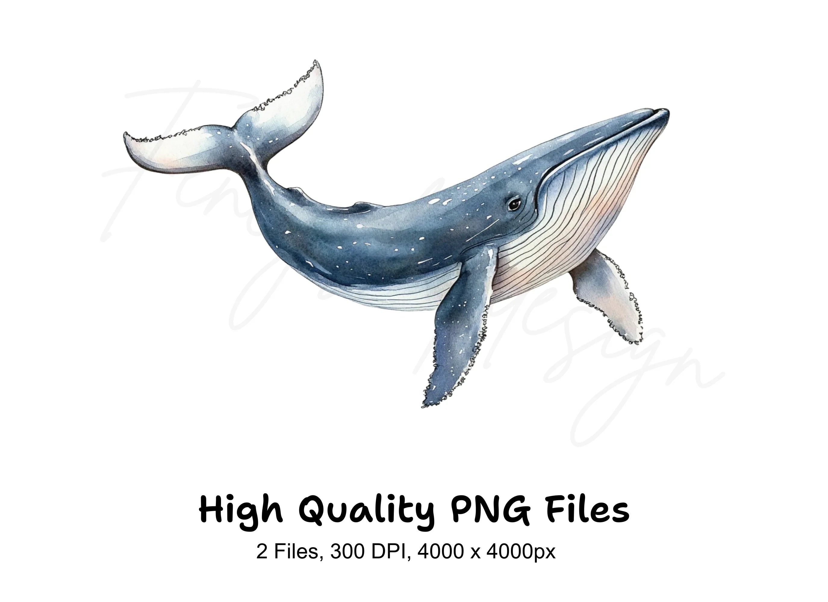 Whale Clipart Bundle