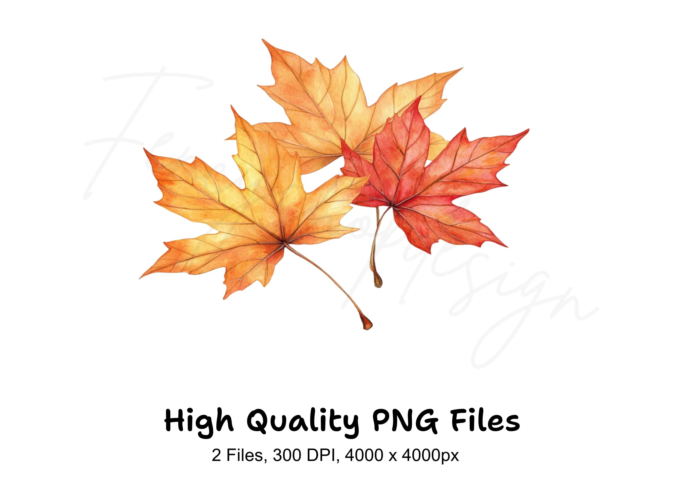 Autumn Maple Leaves Clipart Bundle