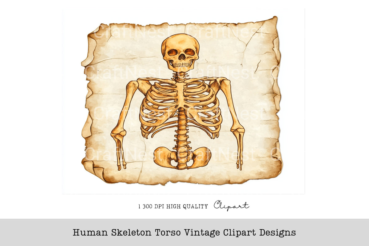 Human Skeleton Torso Vintage Designs Clipart Bundle