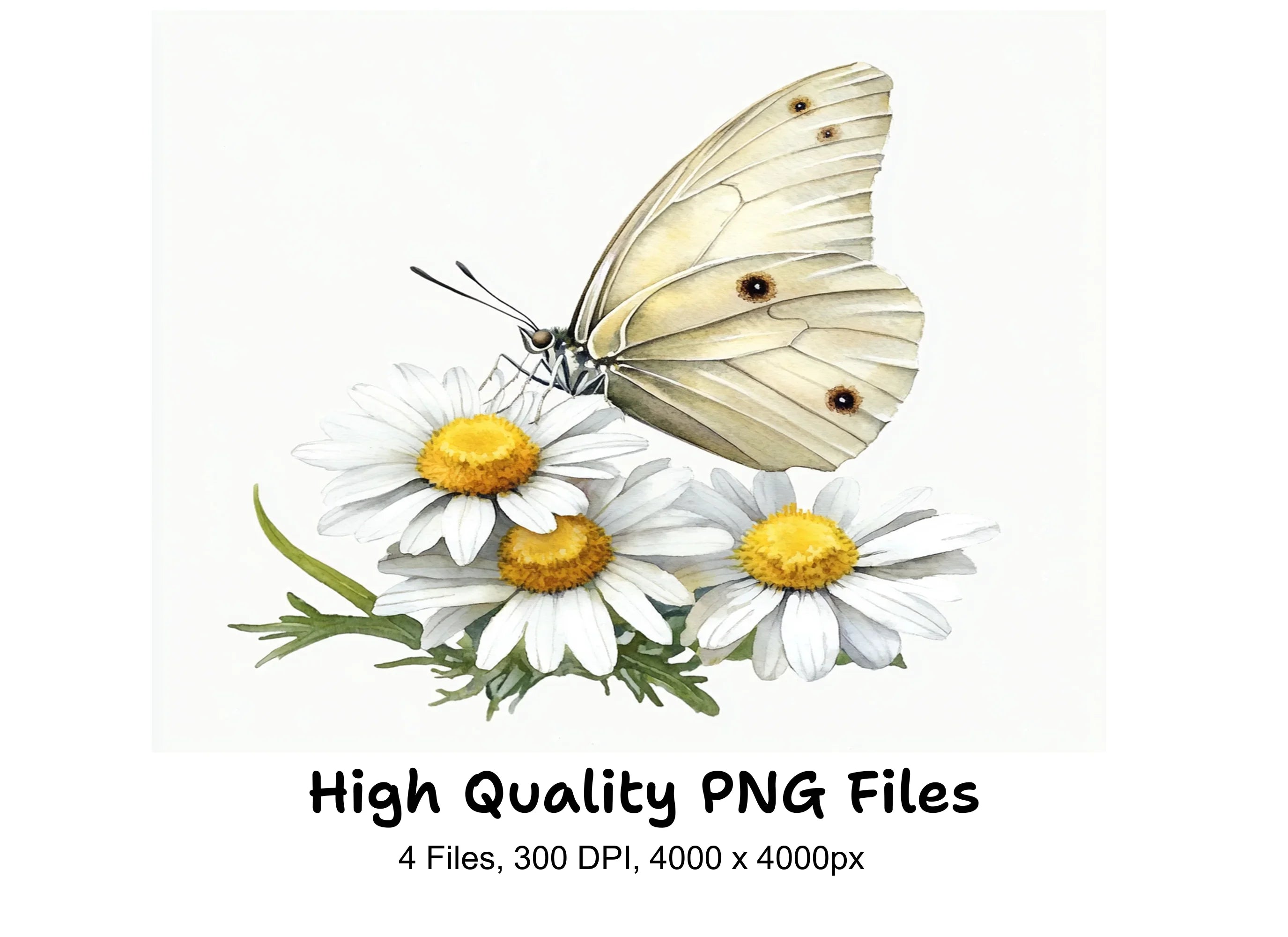 Elegant White Butterfly Daisy Clipart Bundle