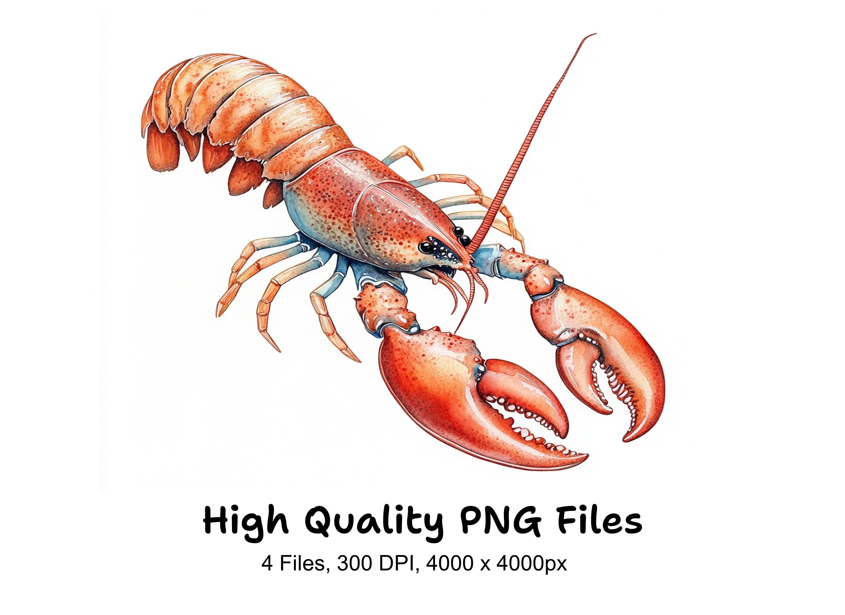 Realistic Lobster Clipart Bundle