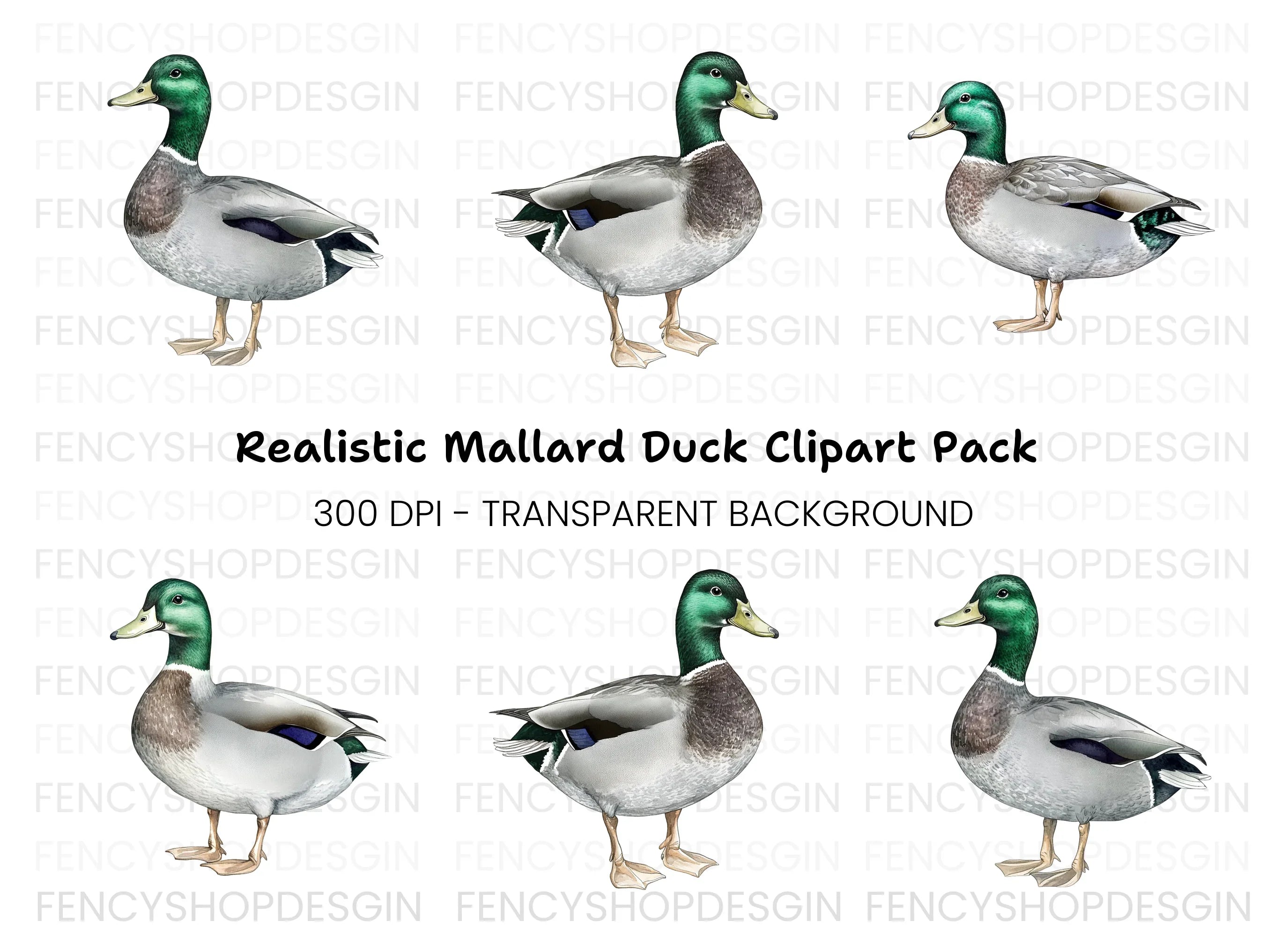 Mallard Duck Clipart Bundle