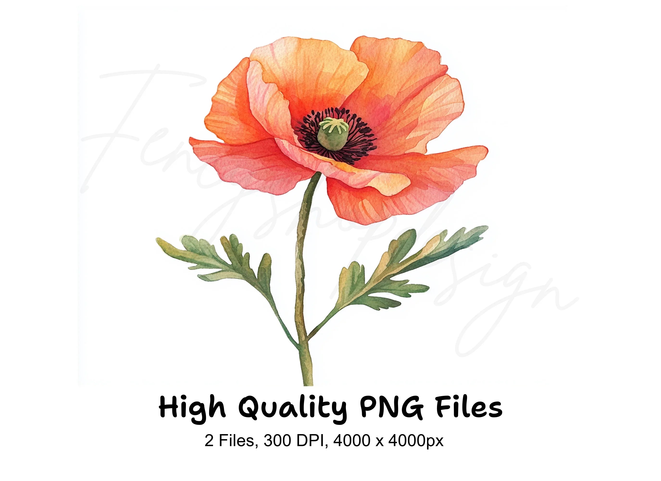 Poppy Flower Clipart Bundle