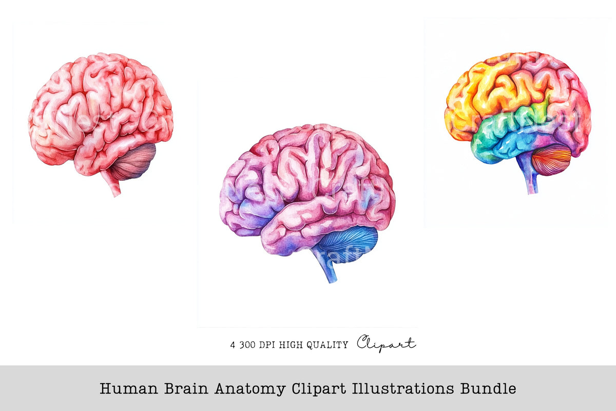 Human Brain Anatomy Illustrations Clipart Bundle