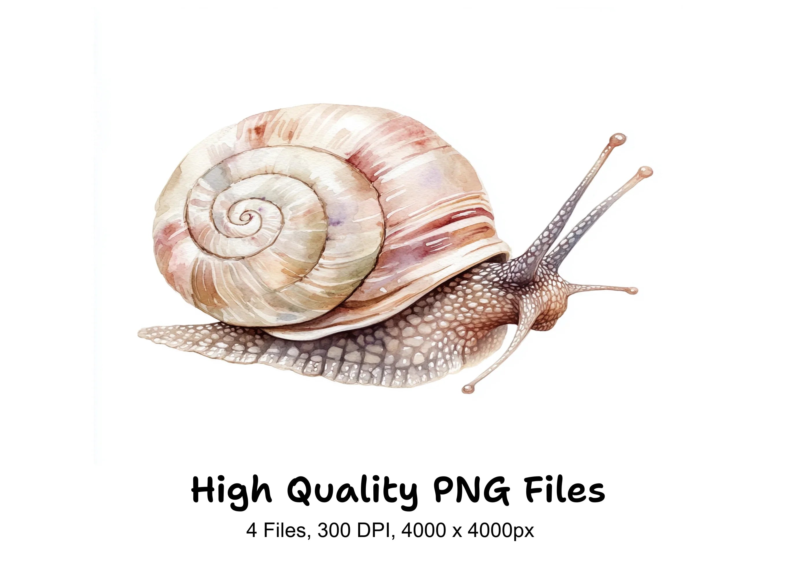 Snail Clipart Bundle