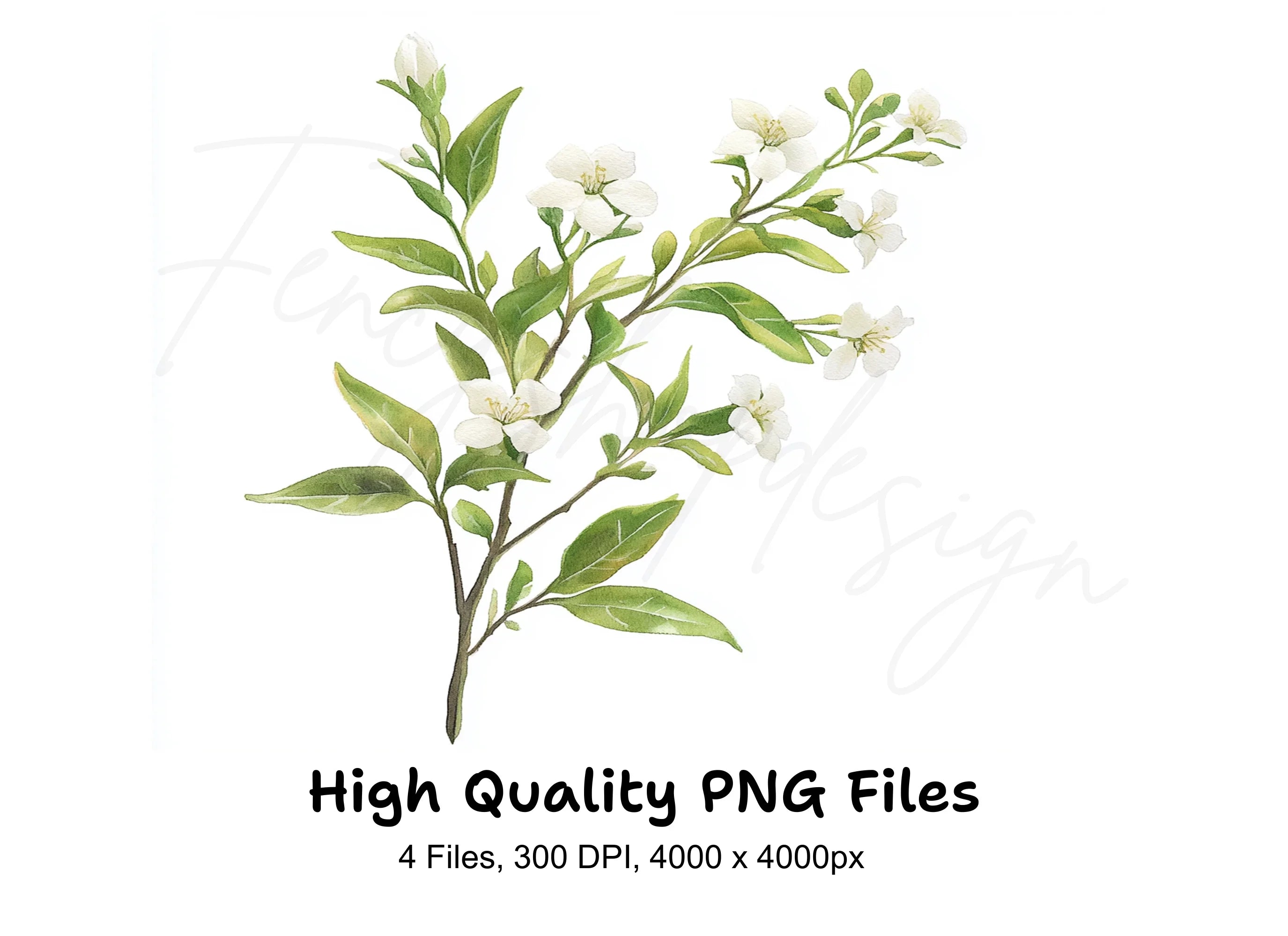 Elegant White Jasmine Floral Clipart Bundle