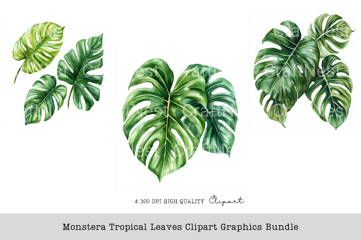 Monstera Tropical Leaves Graphics Clipart Bundle