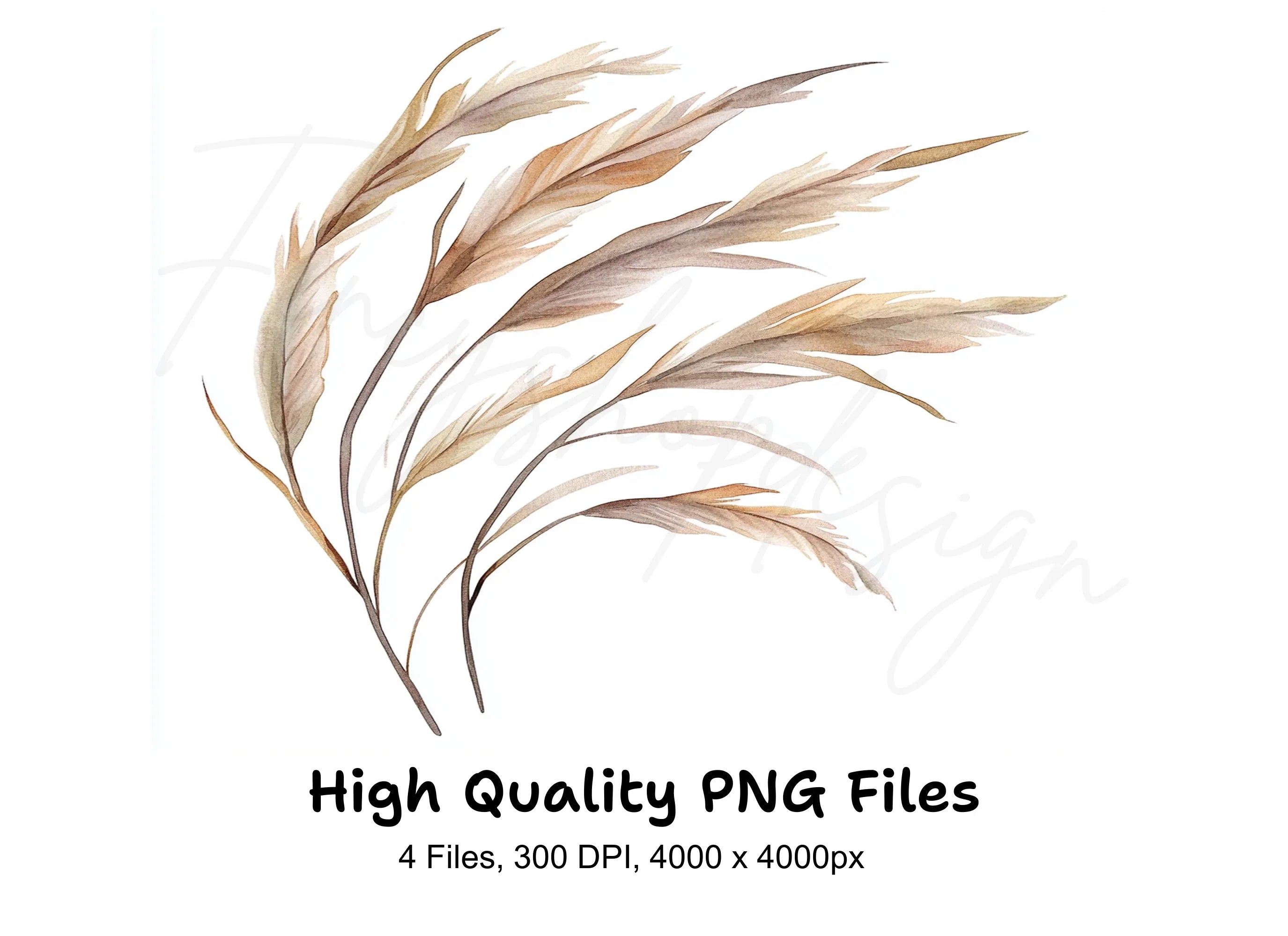 Pampas Grass Clipart Bundle