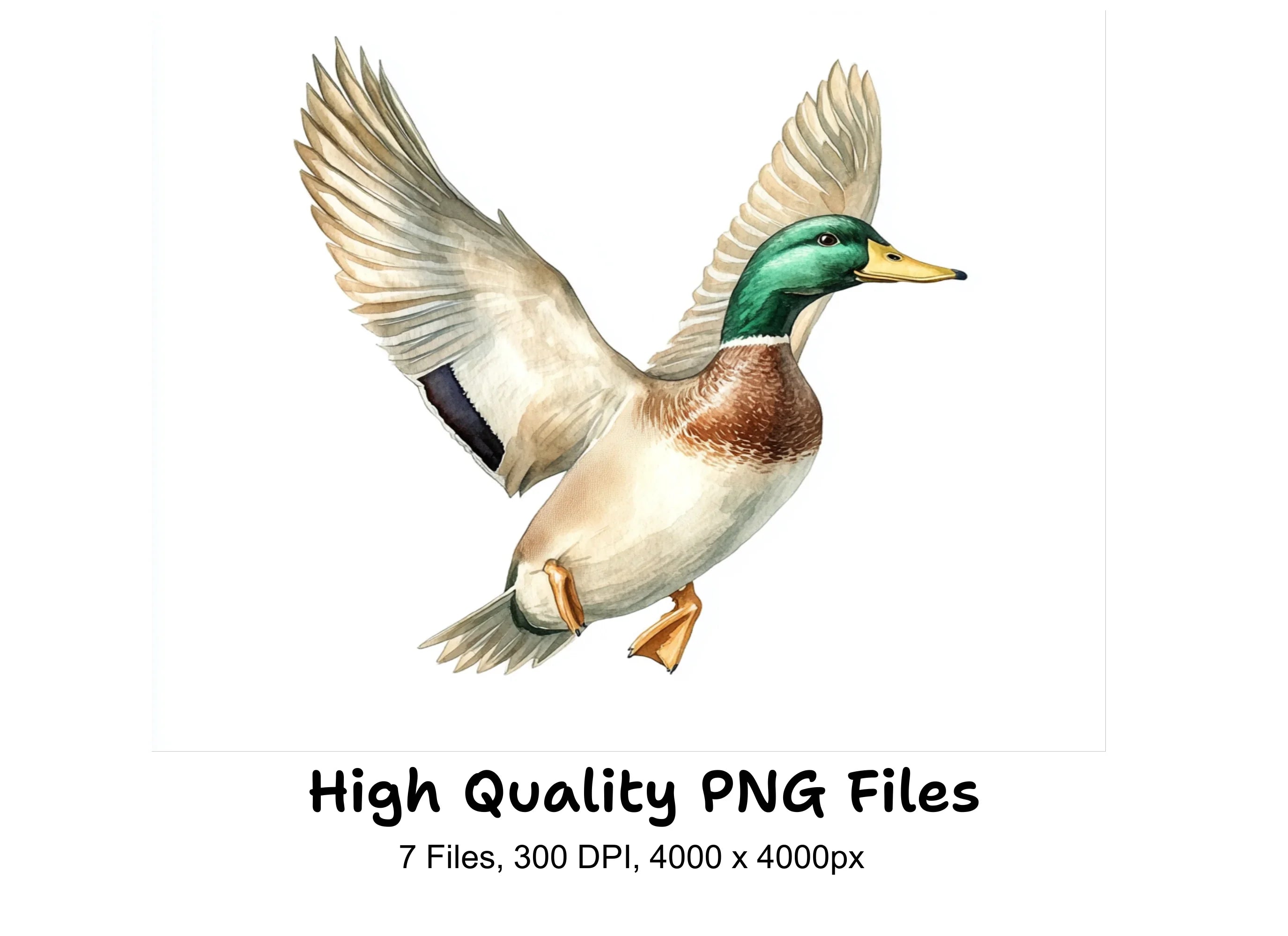 Flying Mallard Ducks Clipart Bundle