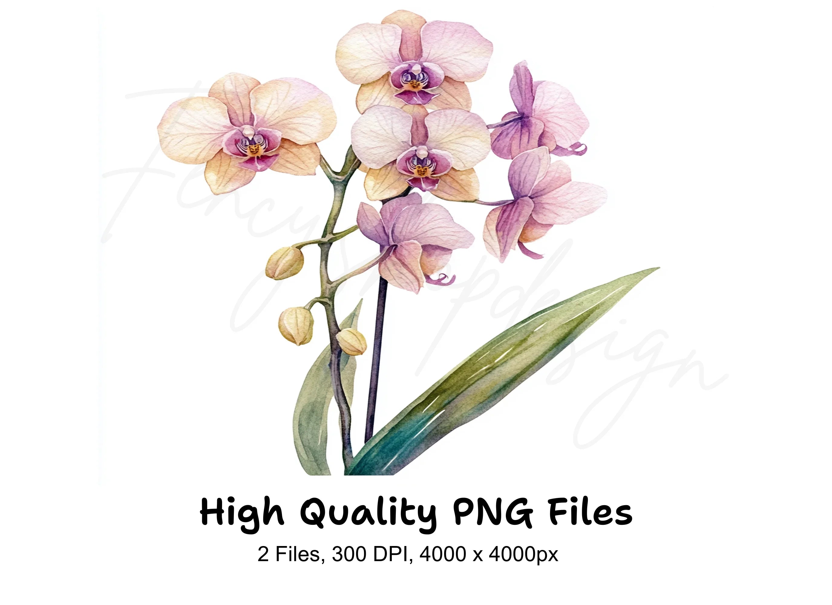 Orchid Clipart Bundle