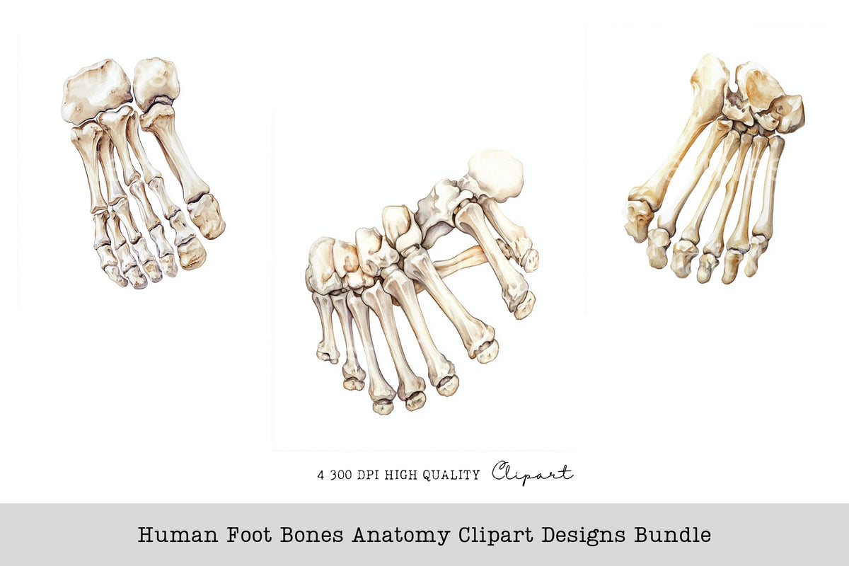 Human Foot Bones Anatomy Designs Clipart Bundle