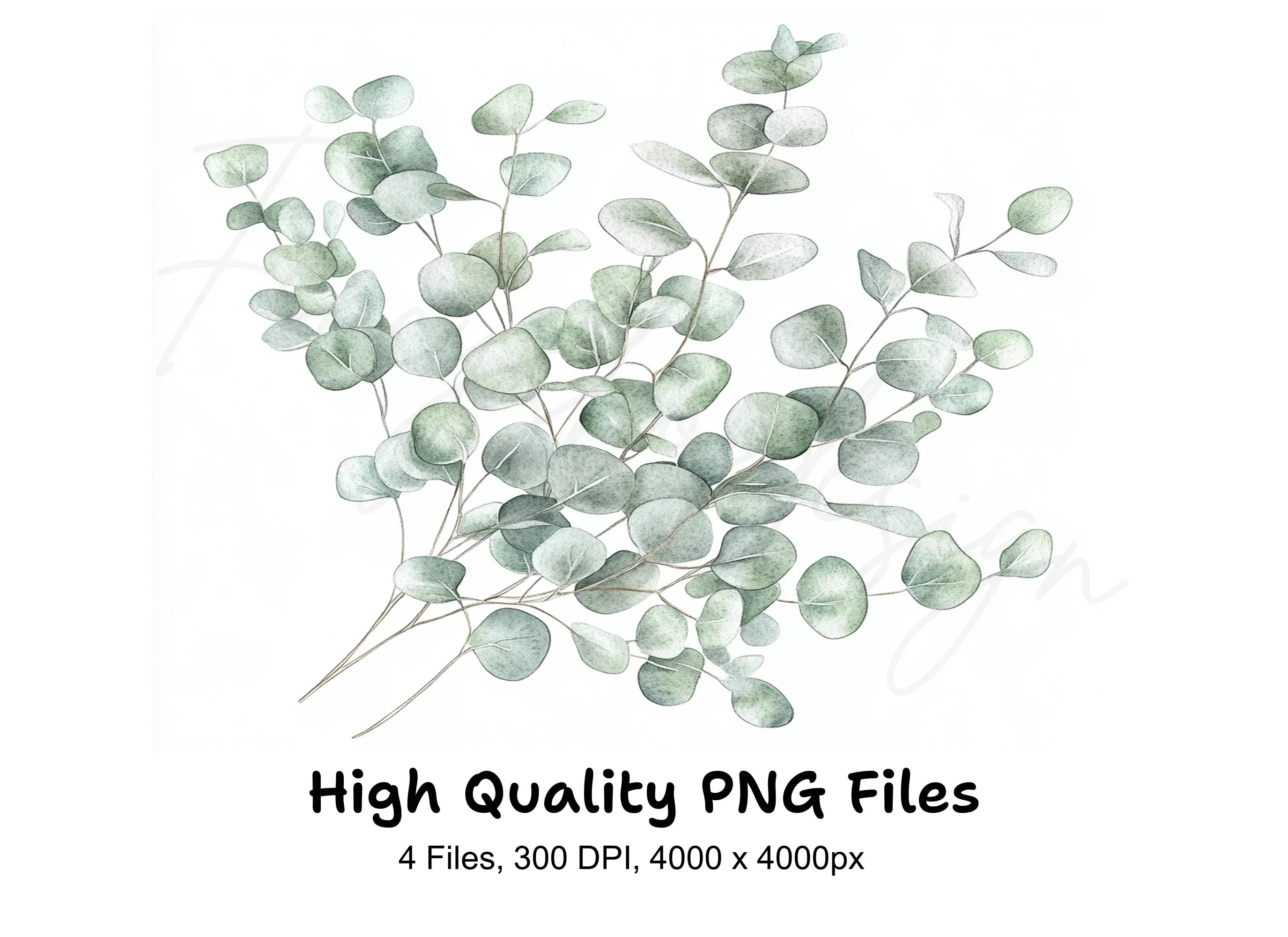 Delicate Eucalyptus Leaves Clipart Bundle