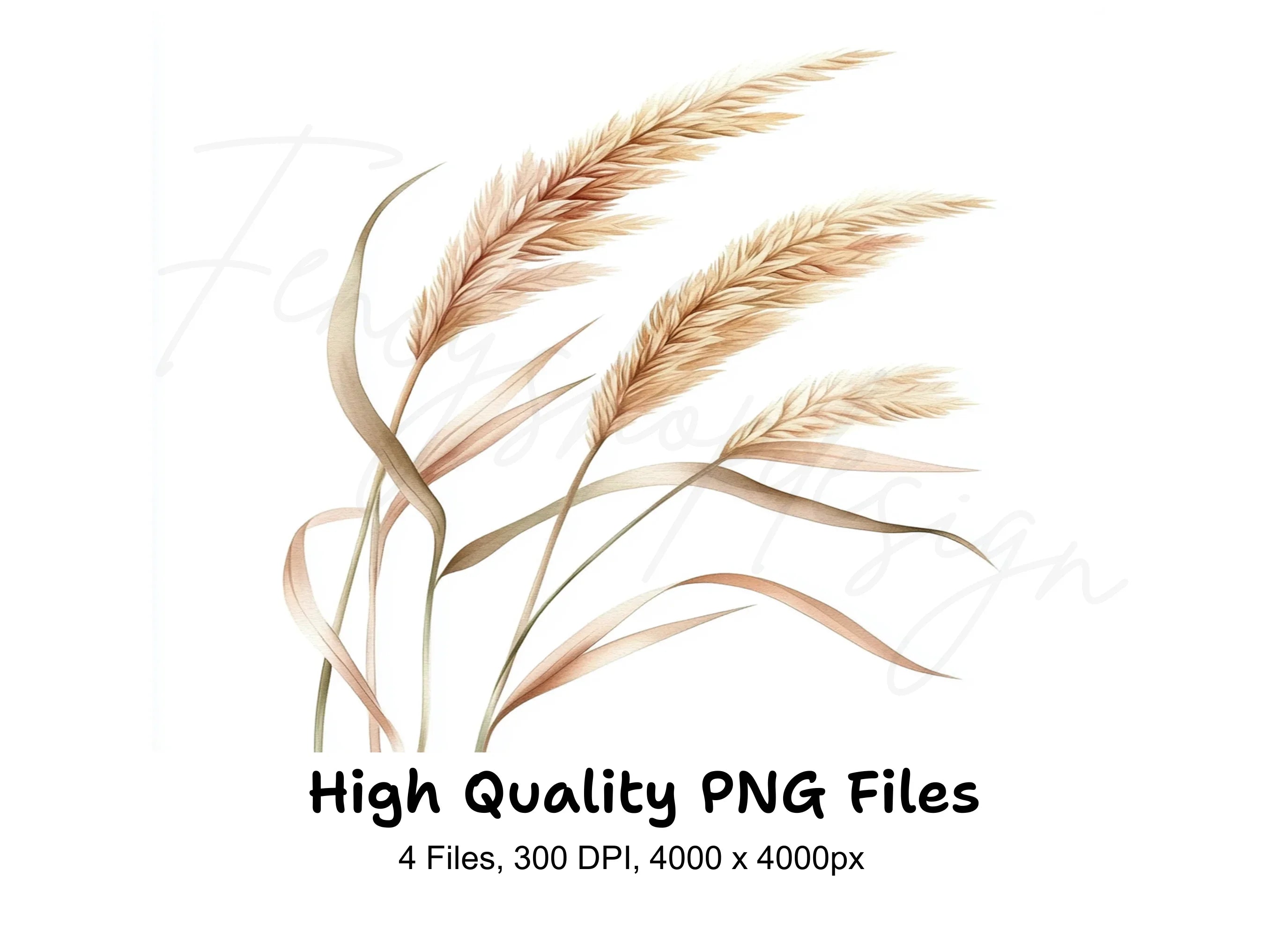 Pampas Grass Illustrations Clipart Bundle