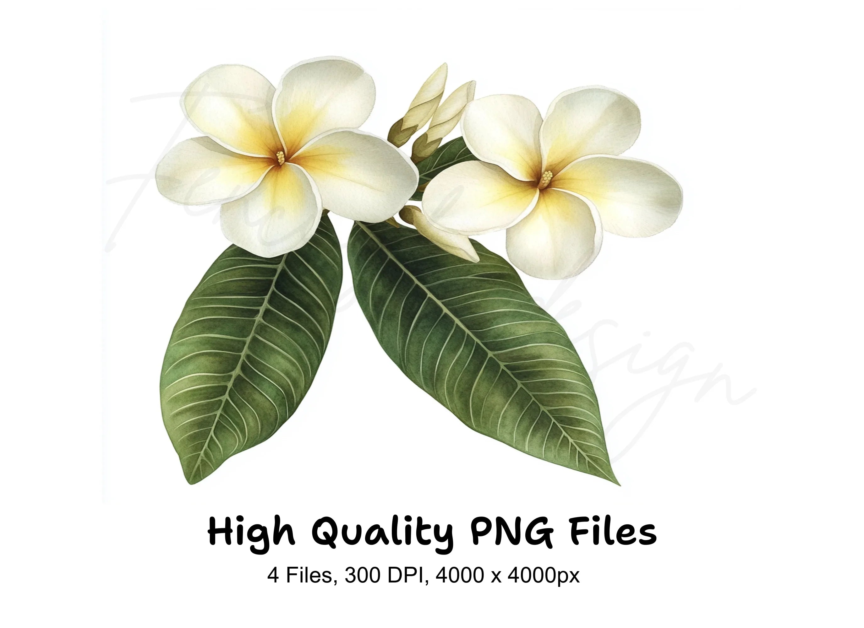 Plumeria Flower Clipart Bundle