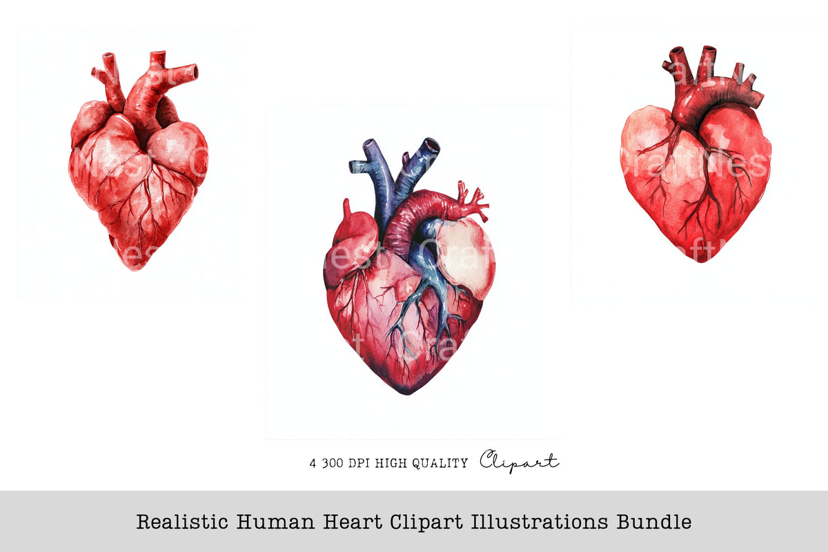 Realistic Human Heart Clipart Illustrations Planner