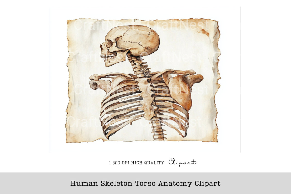Human Skeleton Torso Anatomy Clipart Bundle