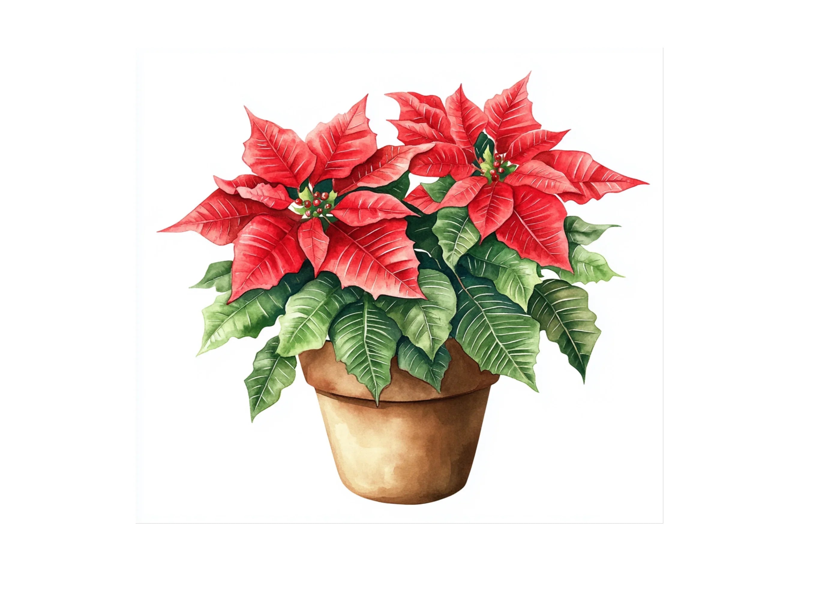Potted Poinsettia Christmas Clipart Bundle