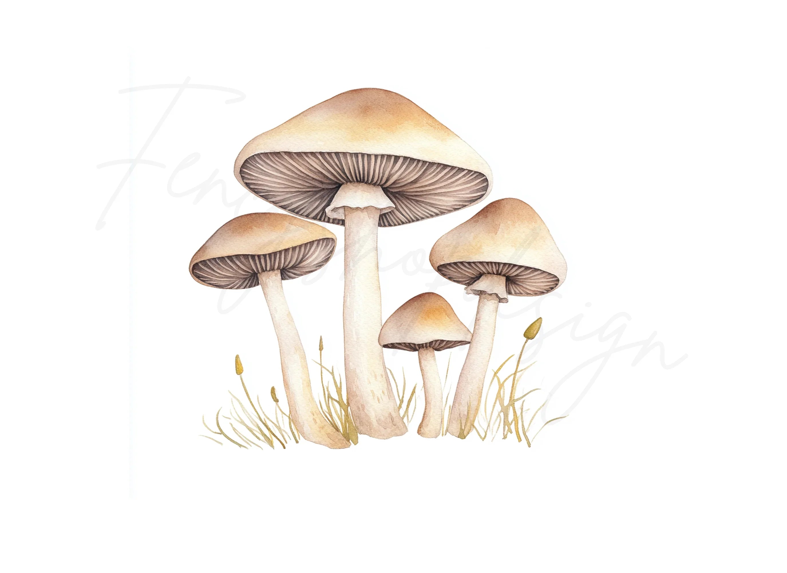 Forest Fungi Clipart Bundle