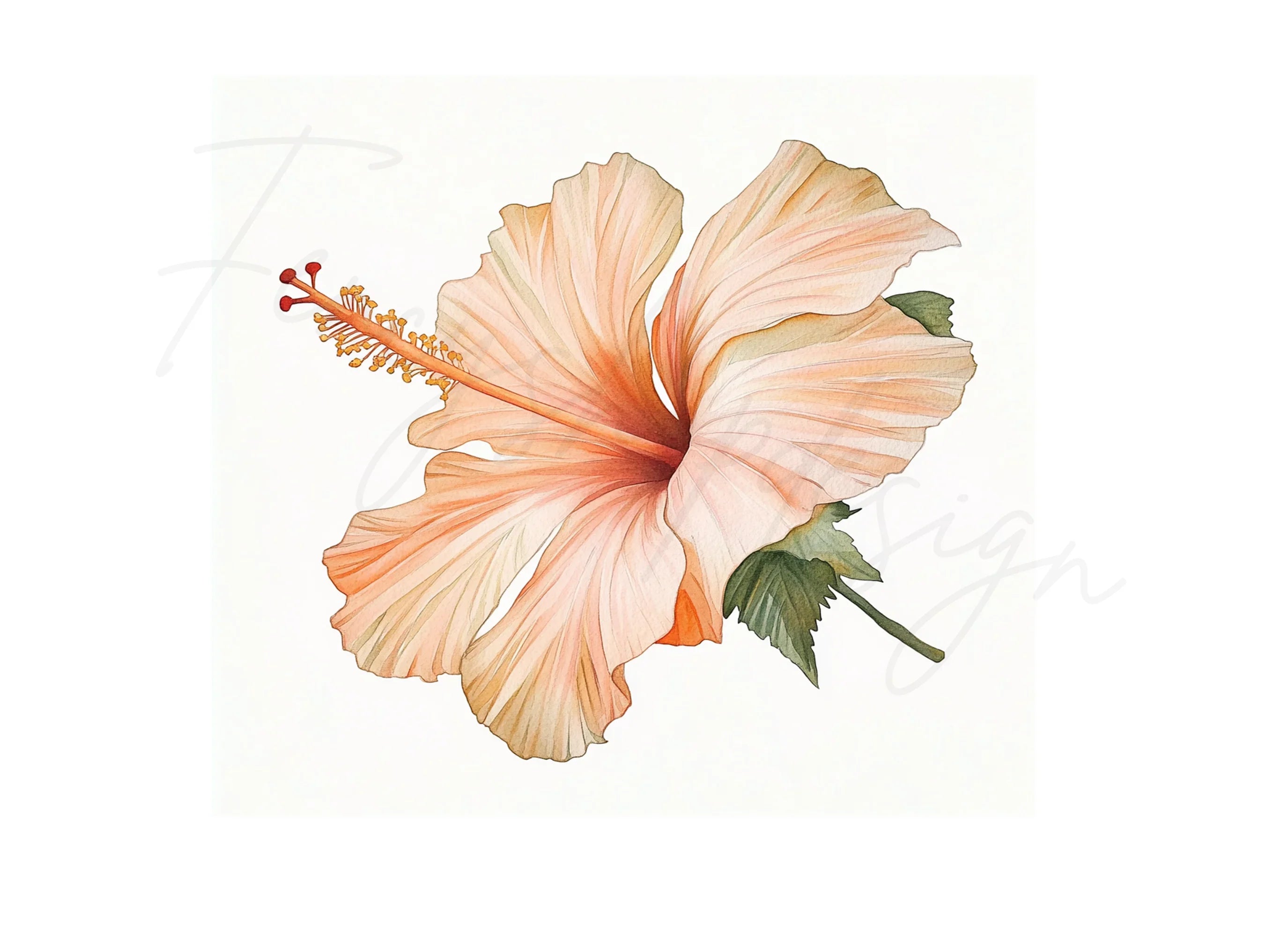 Exquisite Hibiscus Clipart Bundle