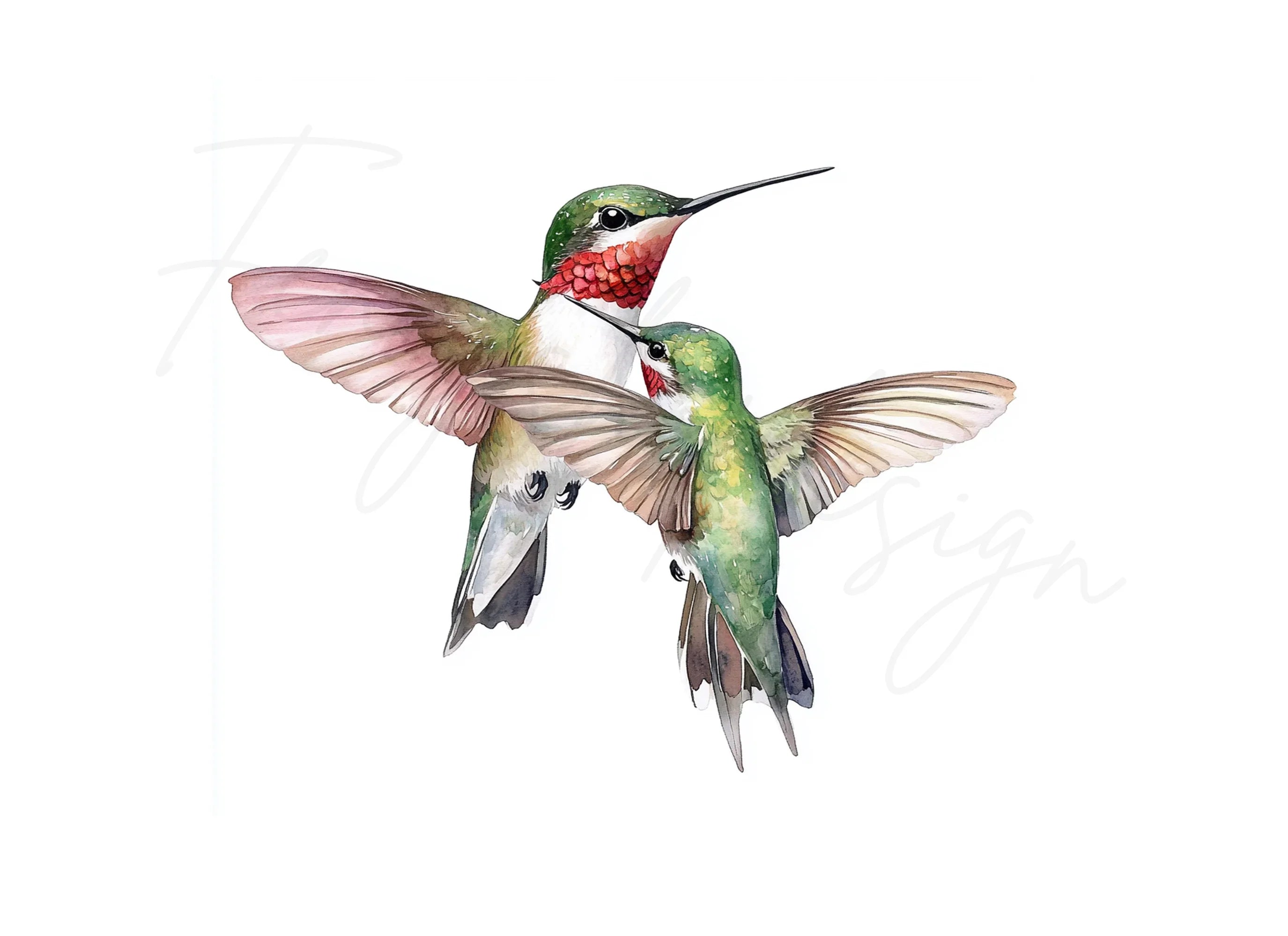 Ruby Throated Hummingbird Clipart Bundle
