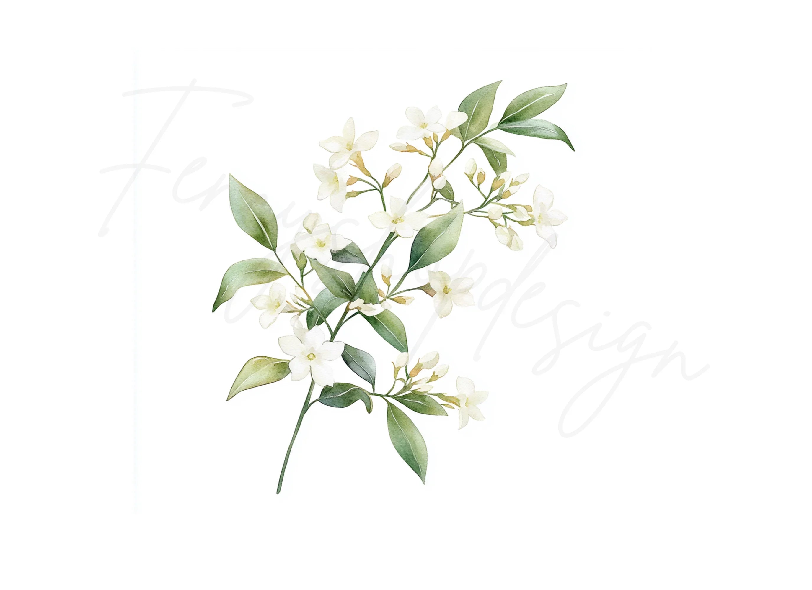 Elegant White Jasmine Floral Clipart Bundle