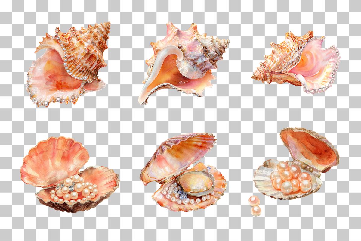 Seashell Clipart Bundle: 390 Unique Designs