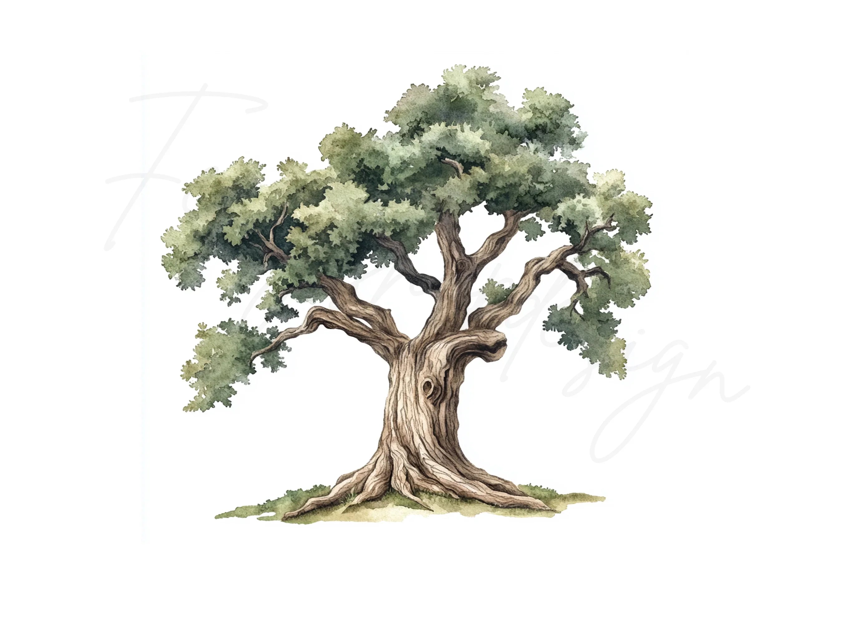 Sturdy Green Oak Tree Clipart Bundle