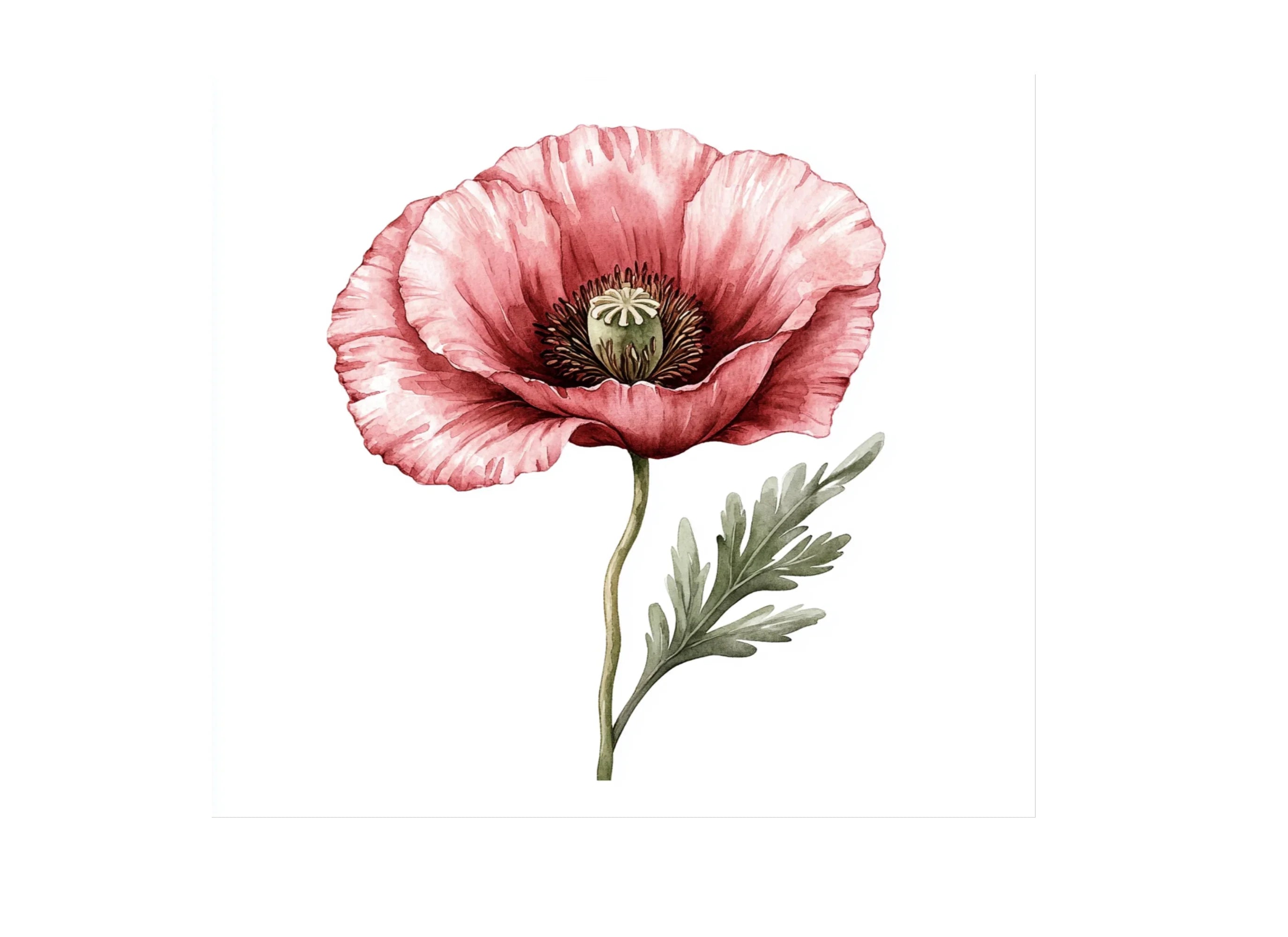 Pink Poppy Clipart Bundle