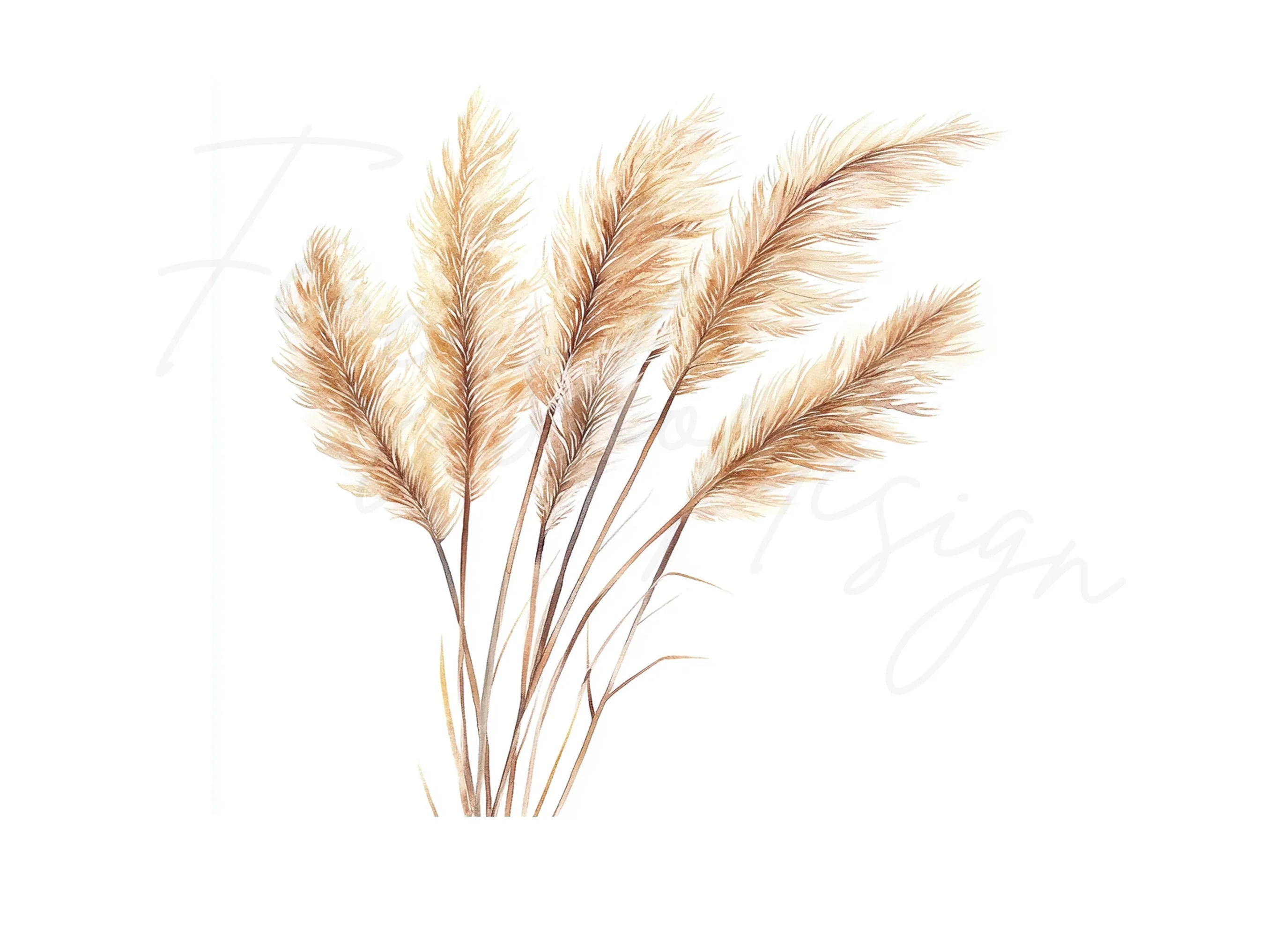 Pampas Grass Clipart Bundle