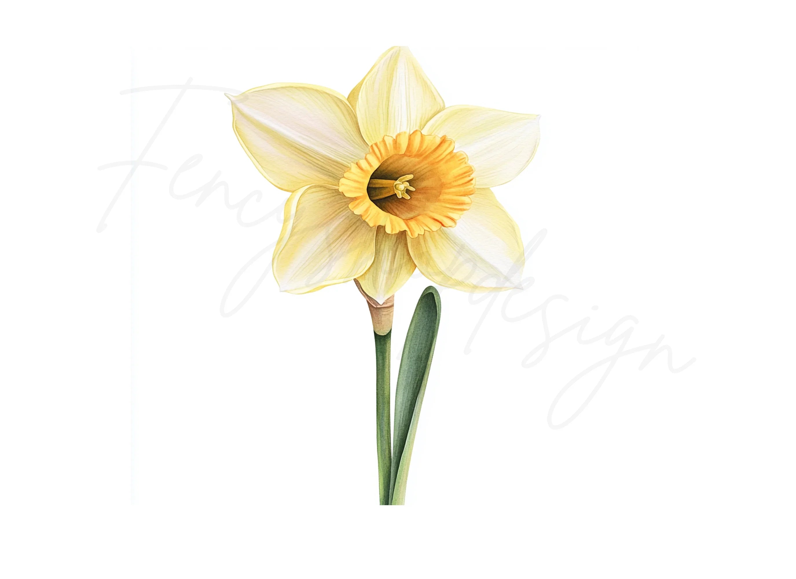 Elegant Daffodil Flower Clipart Bundle