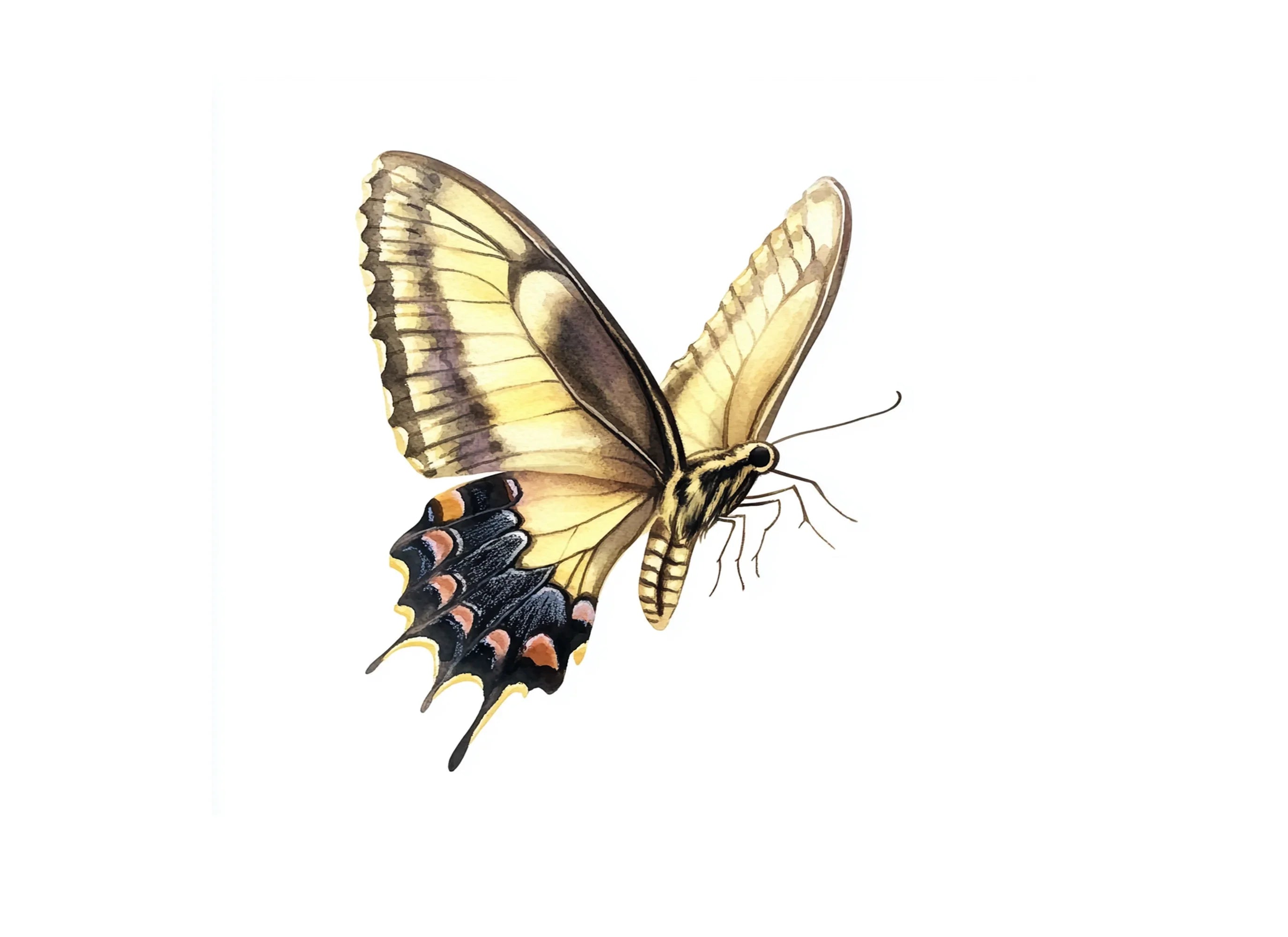 Dynamic Butterfly Clipart Bundle