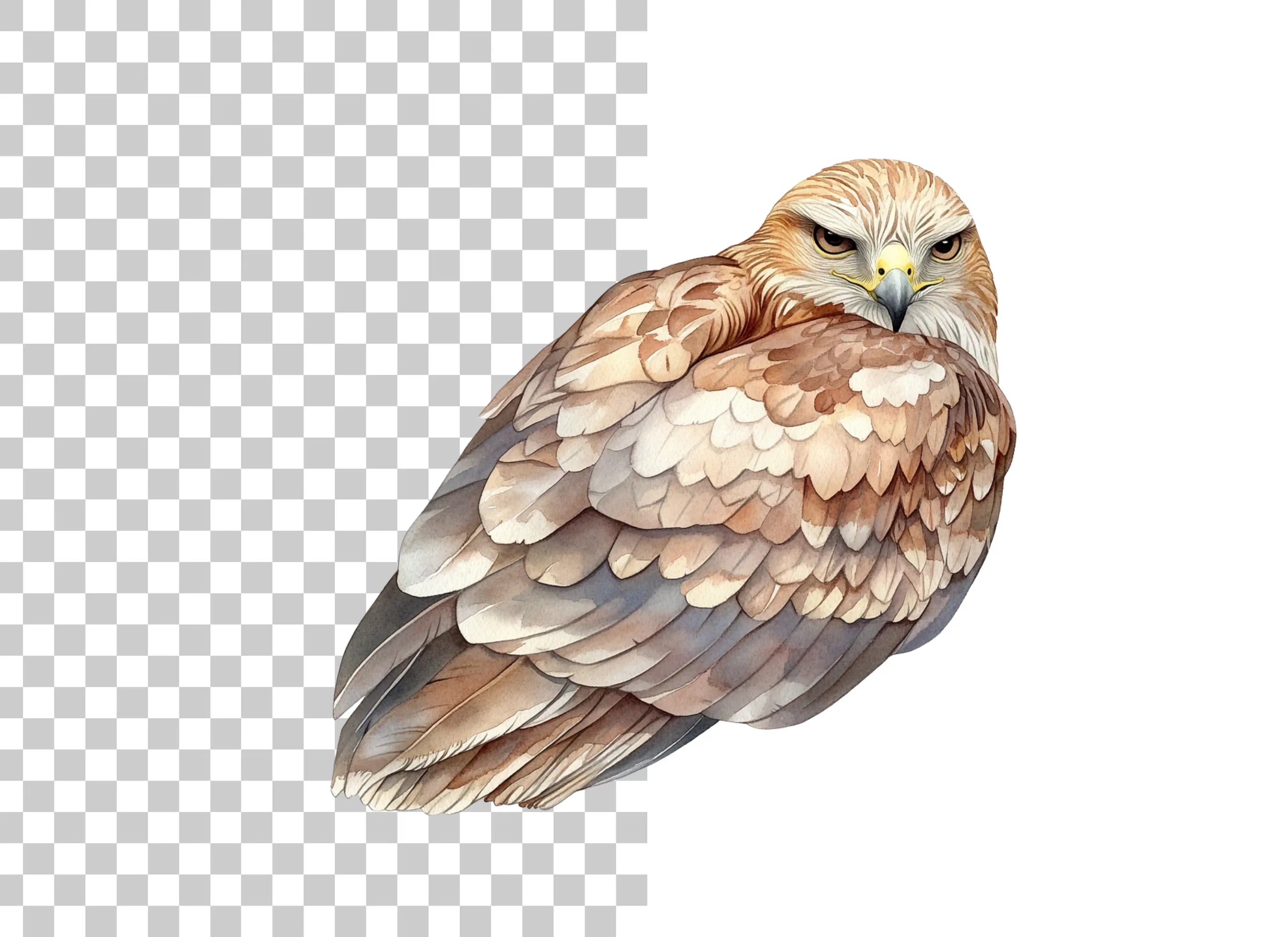 Fierce Hawk Illustration Clipart Bundle