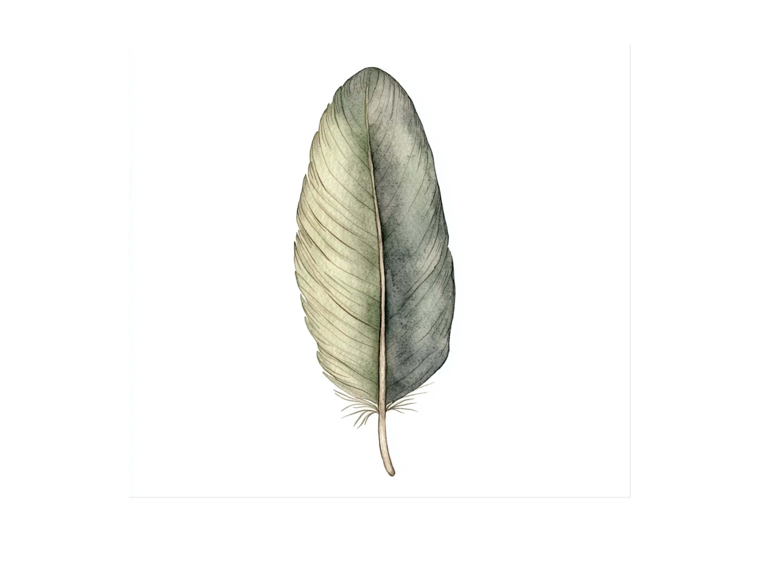 Feathers Clipart Bundle