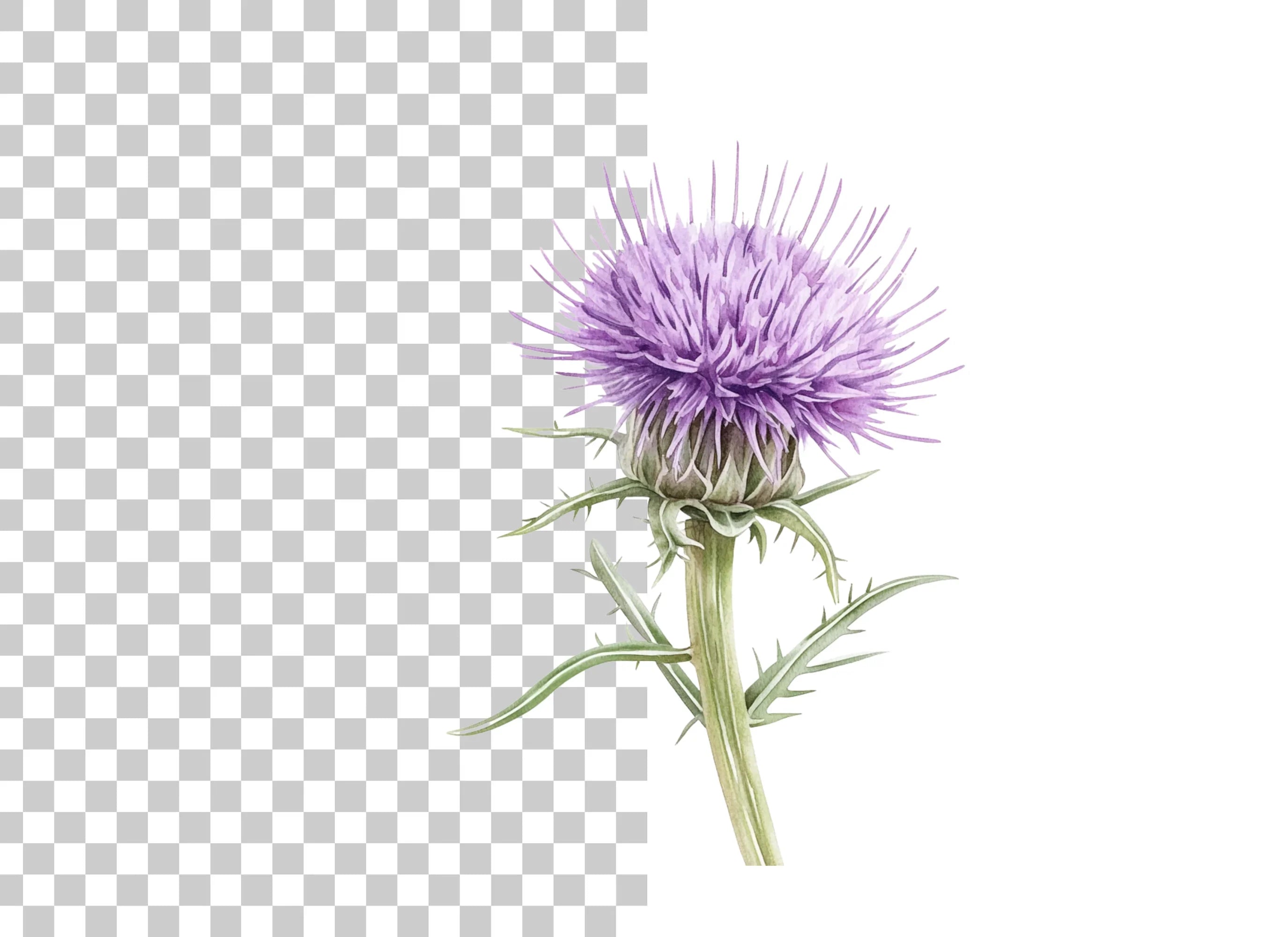 Thistle Plant Duo Clipart Bundle