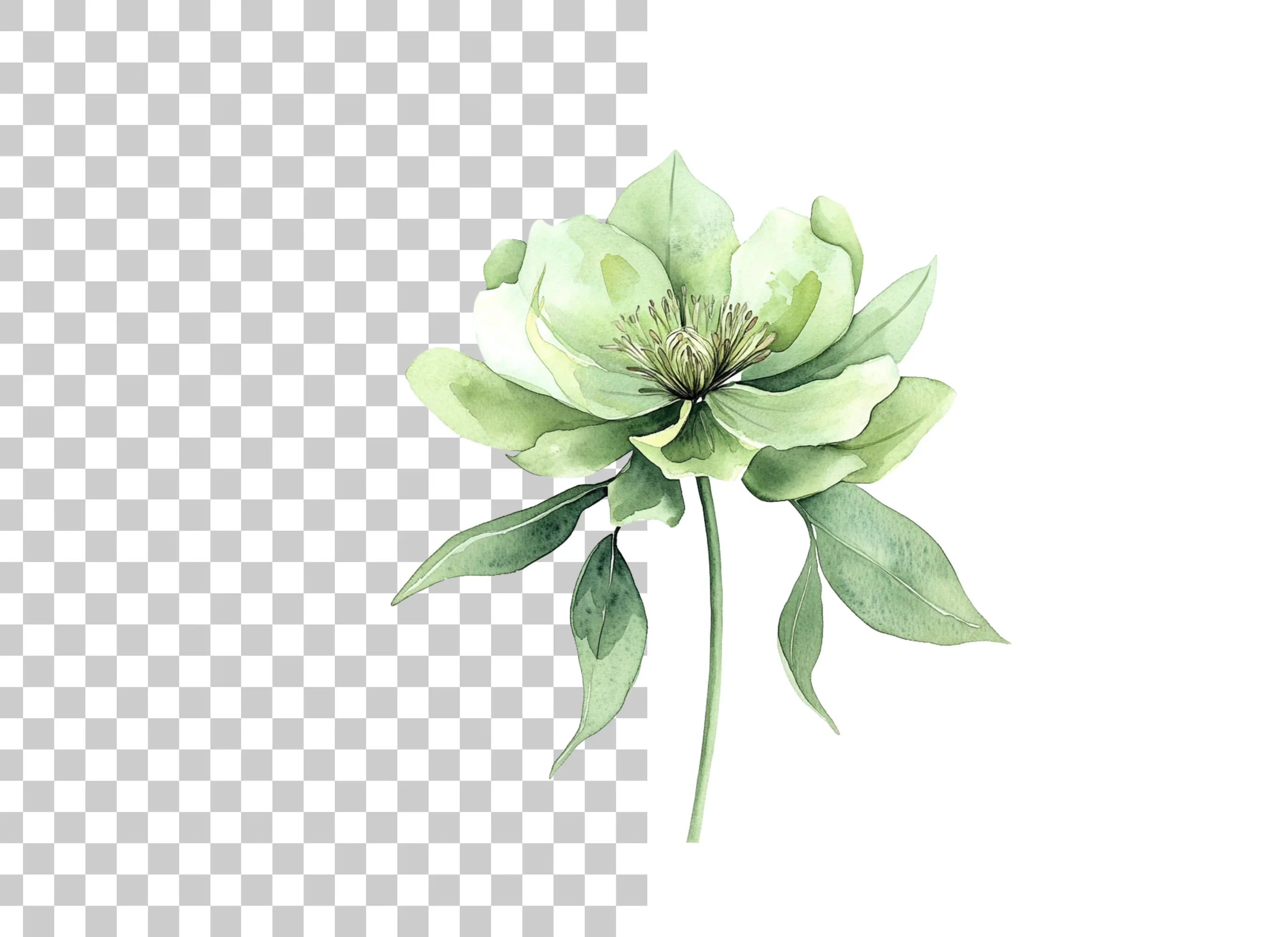 Elegant Green Hellebore Flower Clipart Bundle