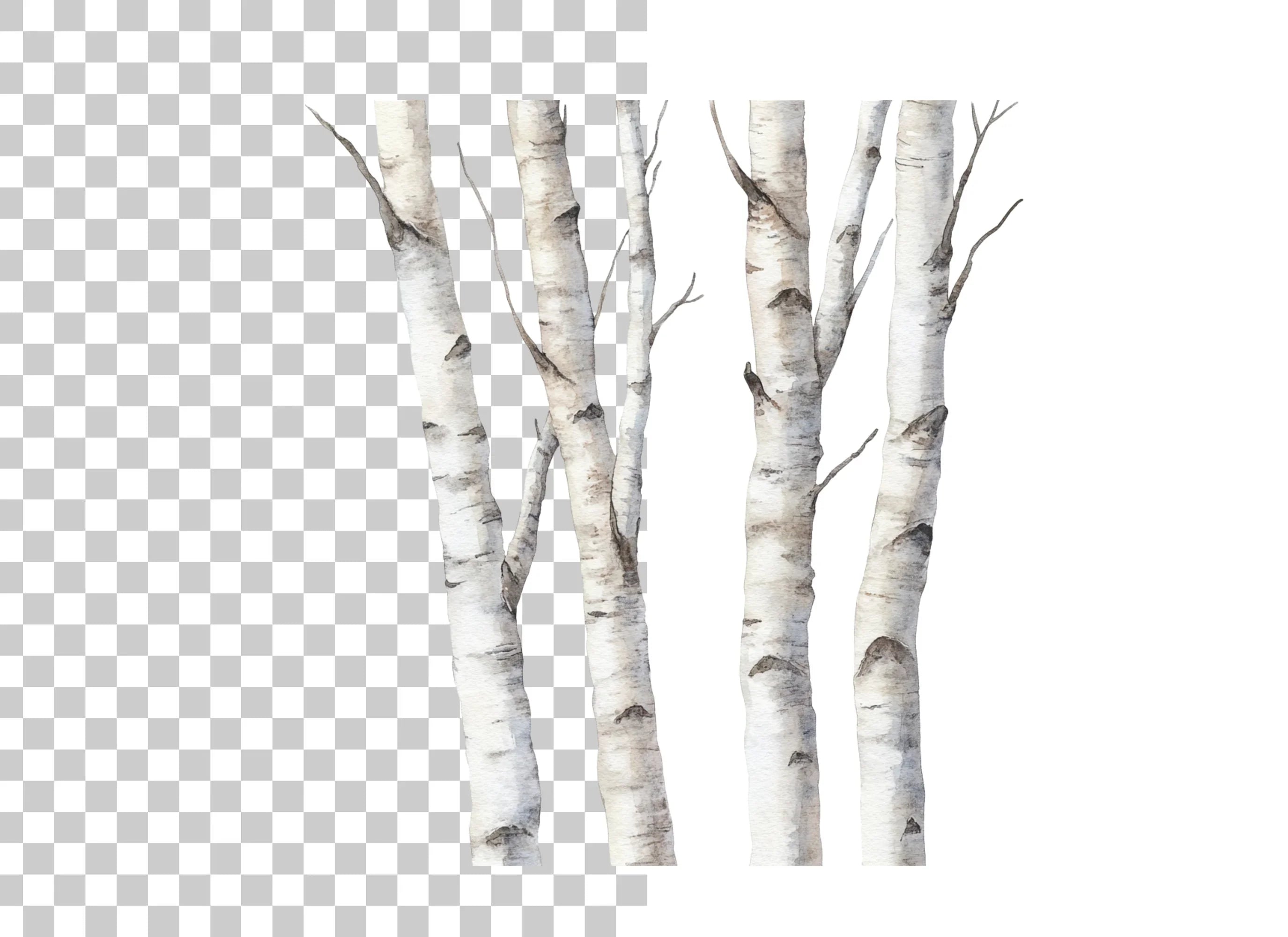 Birch Tree Trunks Clipart Bundle
