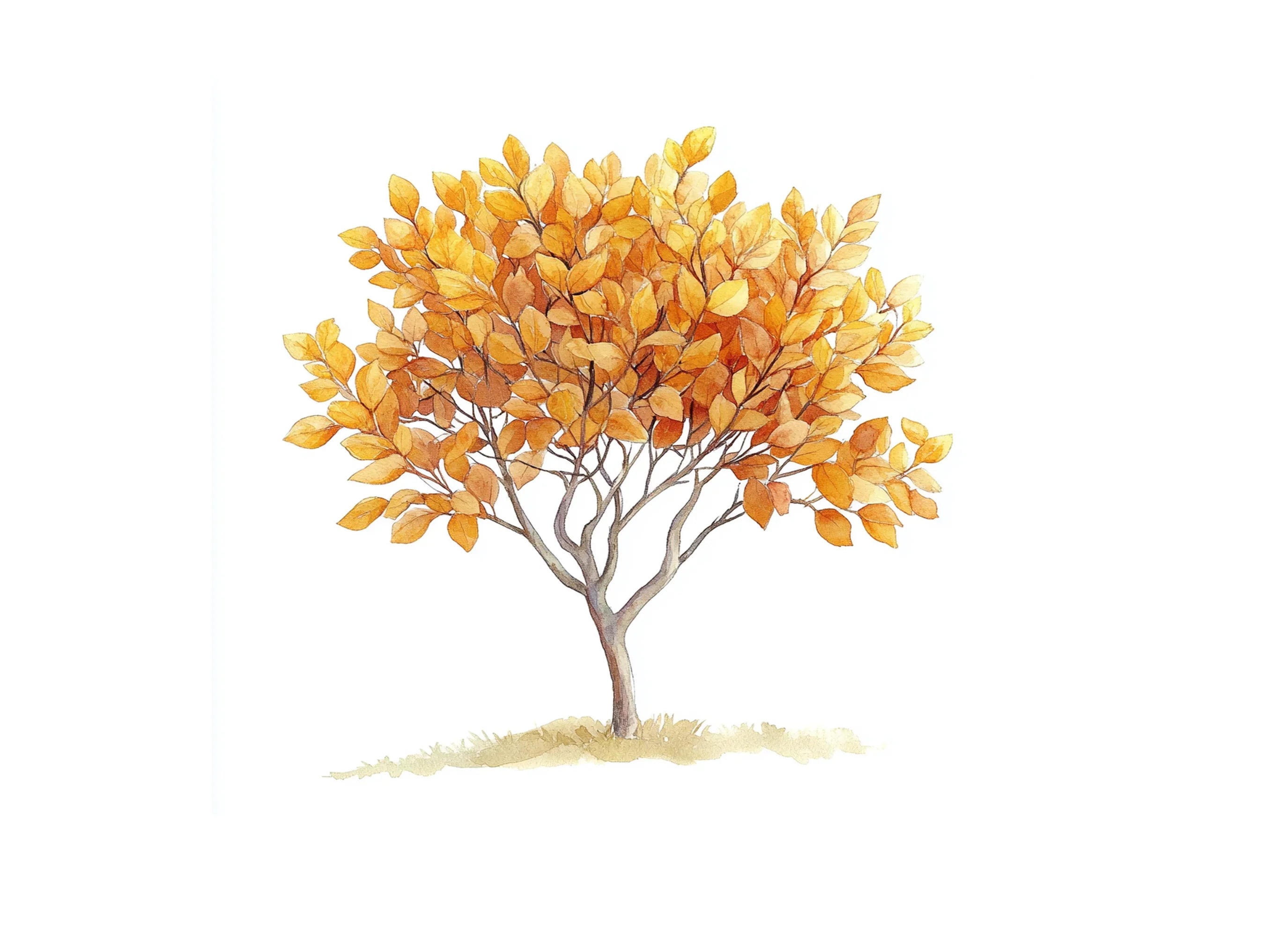 Autumn Trees Clipart Bundle