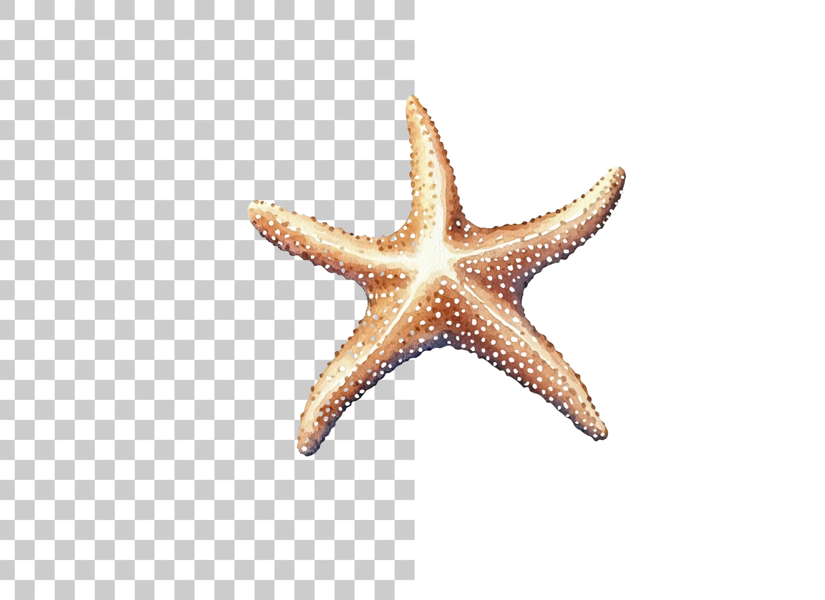 Brown Starfish Ocean Clipart Bundle