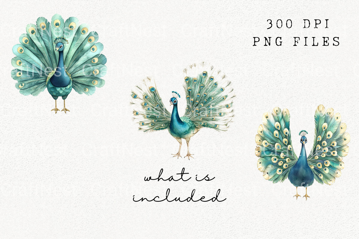 Majestic Peacock Display Designs Clipart Bundle