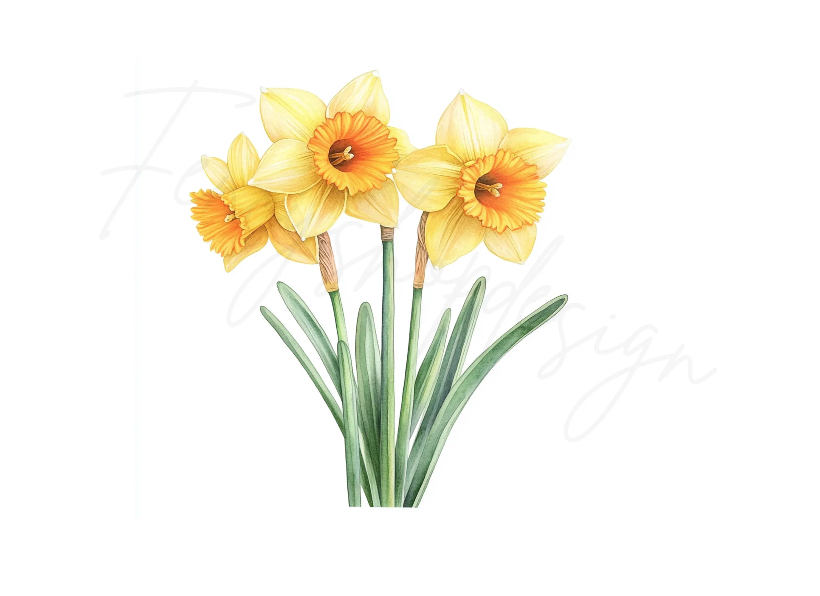 Daffodil Clipart Bundle